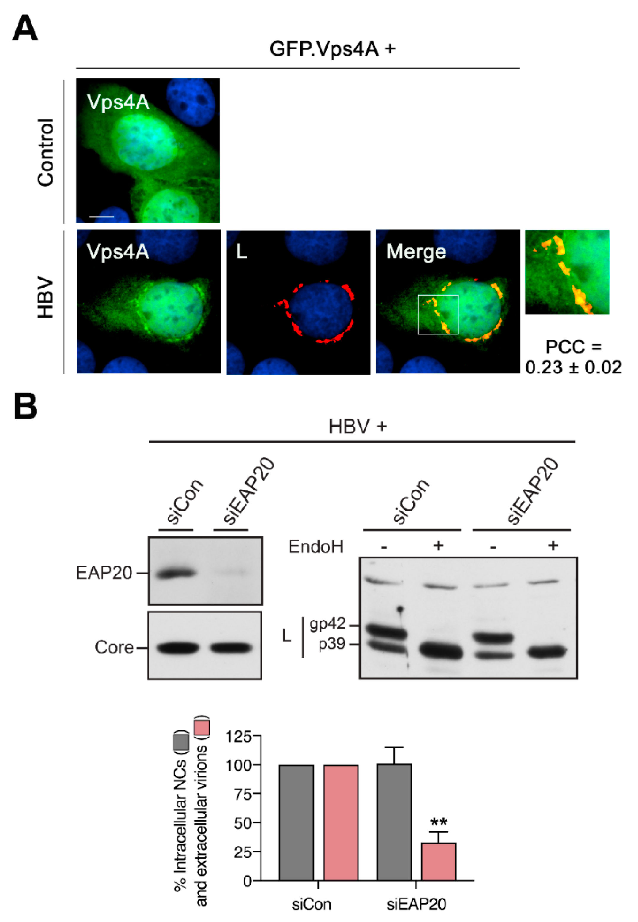 Cells 09 01889 g009 Cells 09 01889 g009