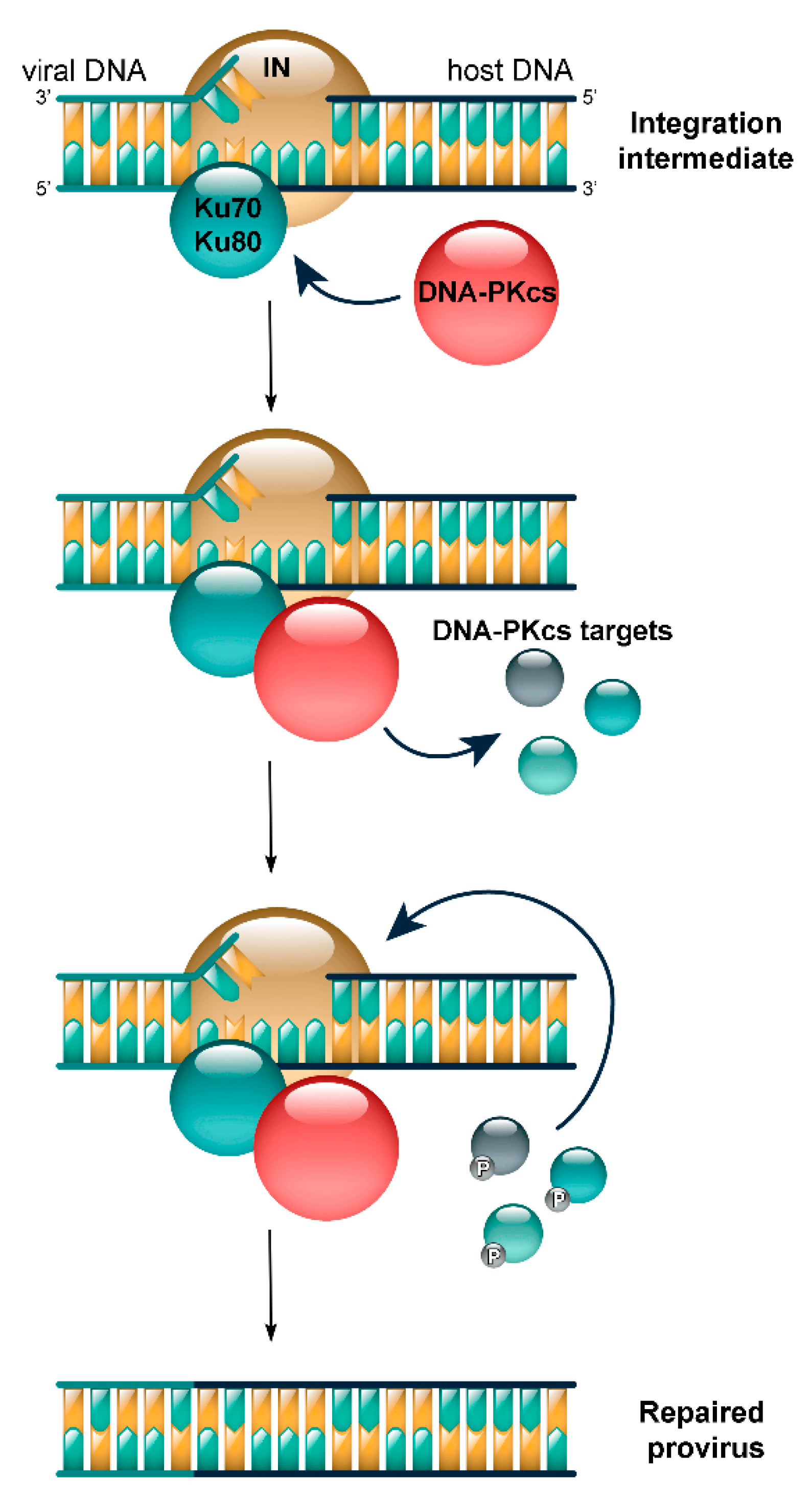 Cells | Free Full-Text | Phosphorylation Targets of DNA-PK and Their Role  in HIV-1 Replication