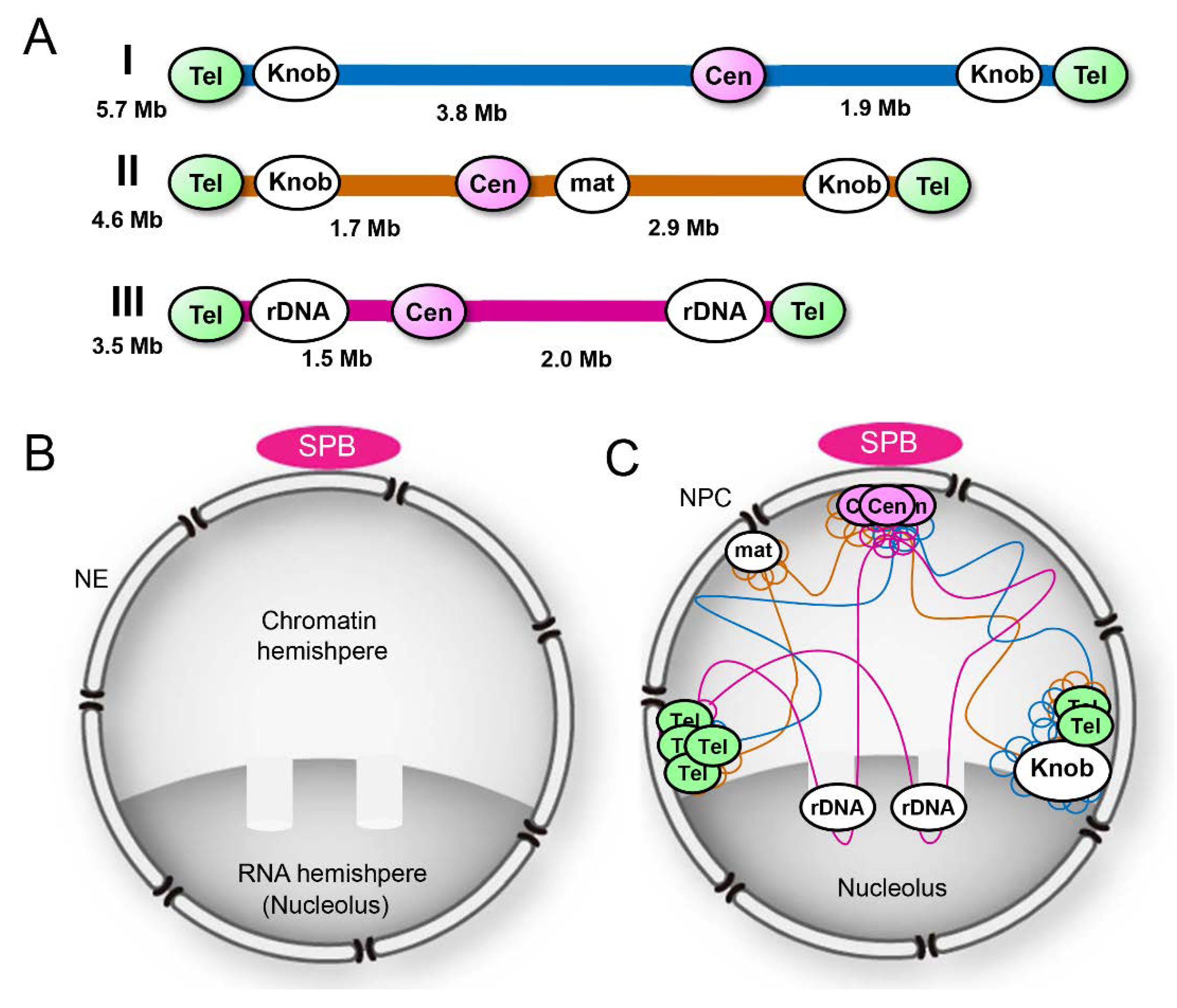 Cells Free Full Text Nuclear Envelope Proteins Modulating The