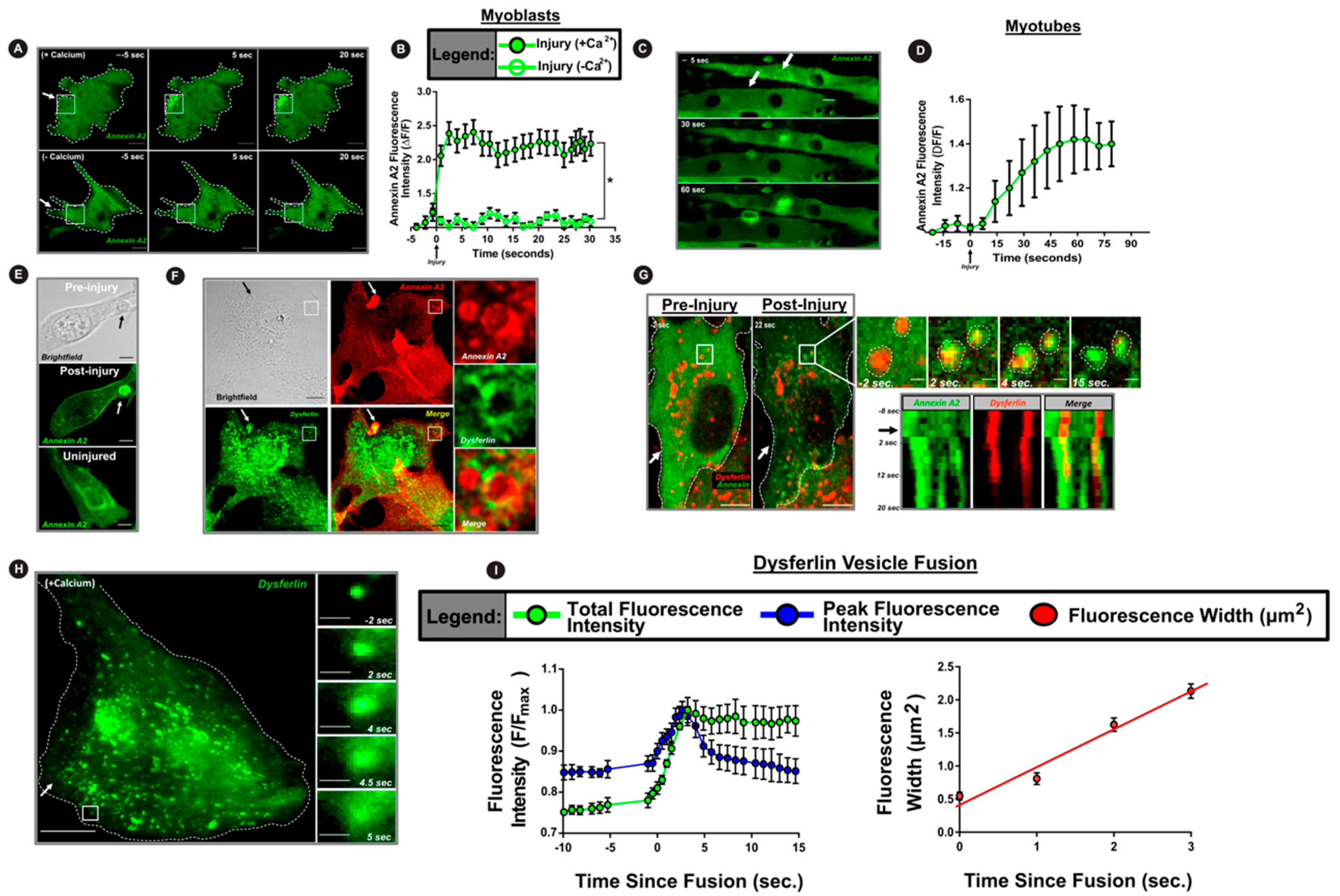 Cells 09 01919 g001 Cells 09 01919 g001