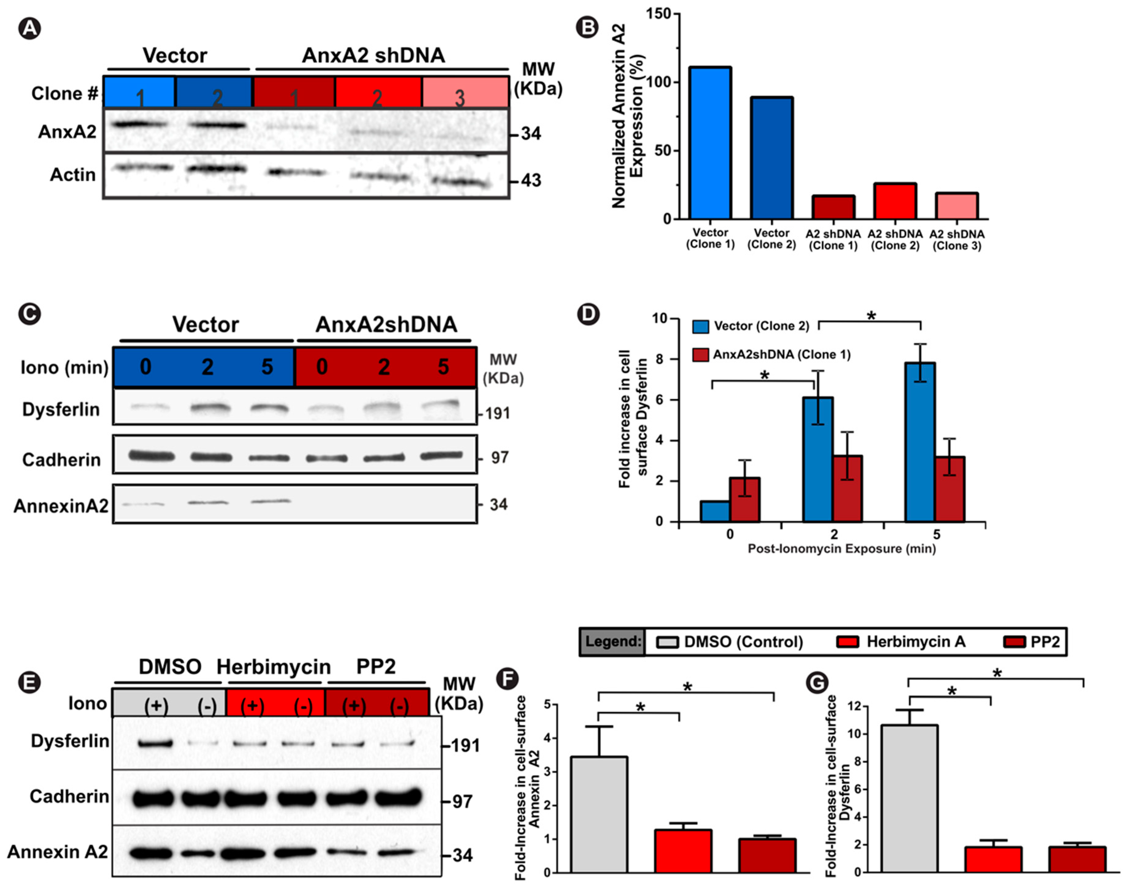 Cells 09 01919 g002 Cells 09 01919 g002