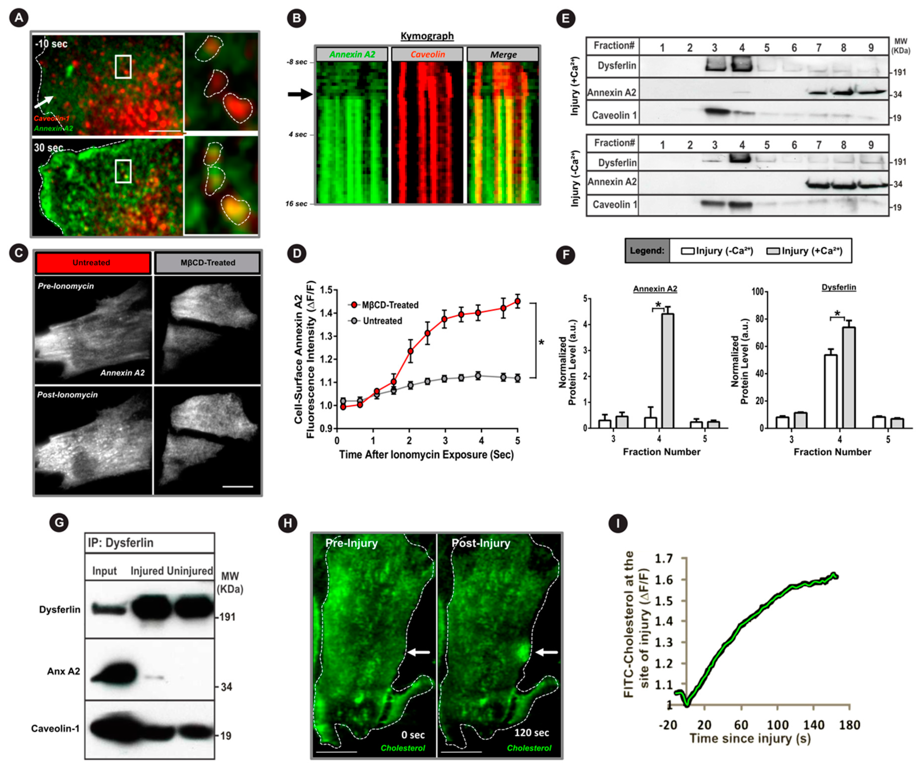 Cells 09 01919 g003 Cells 09 01919 g003