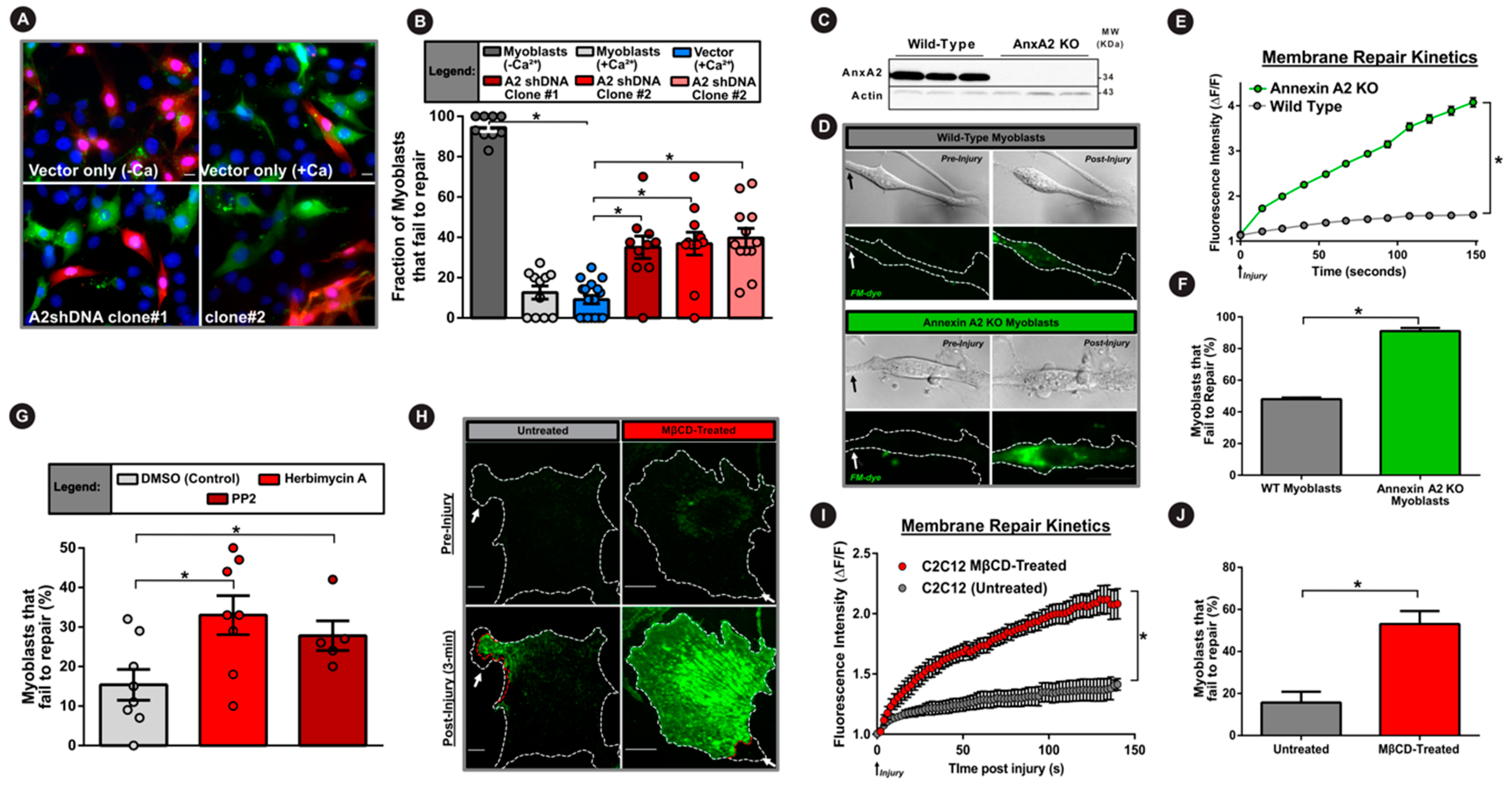 Cells 09 01919 g004 Cells 09 01919 g004