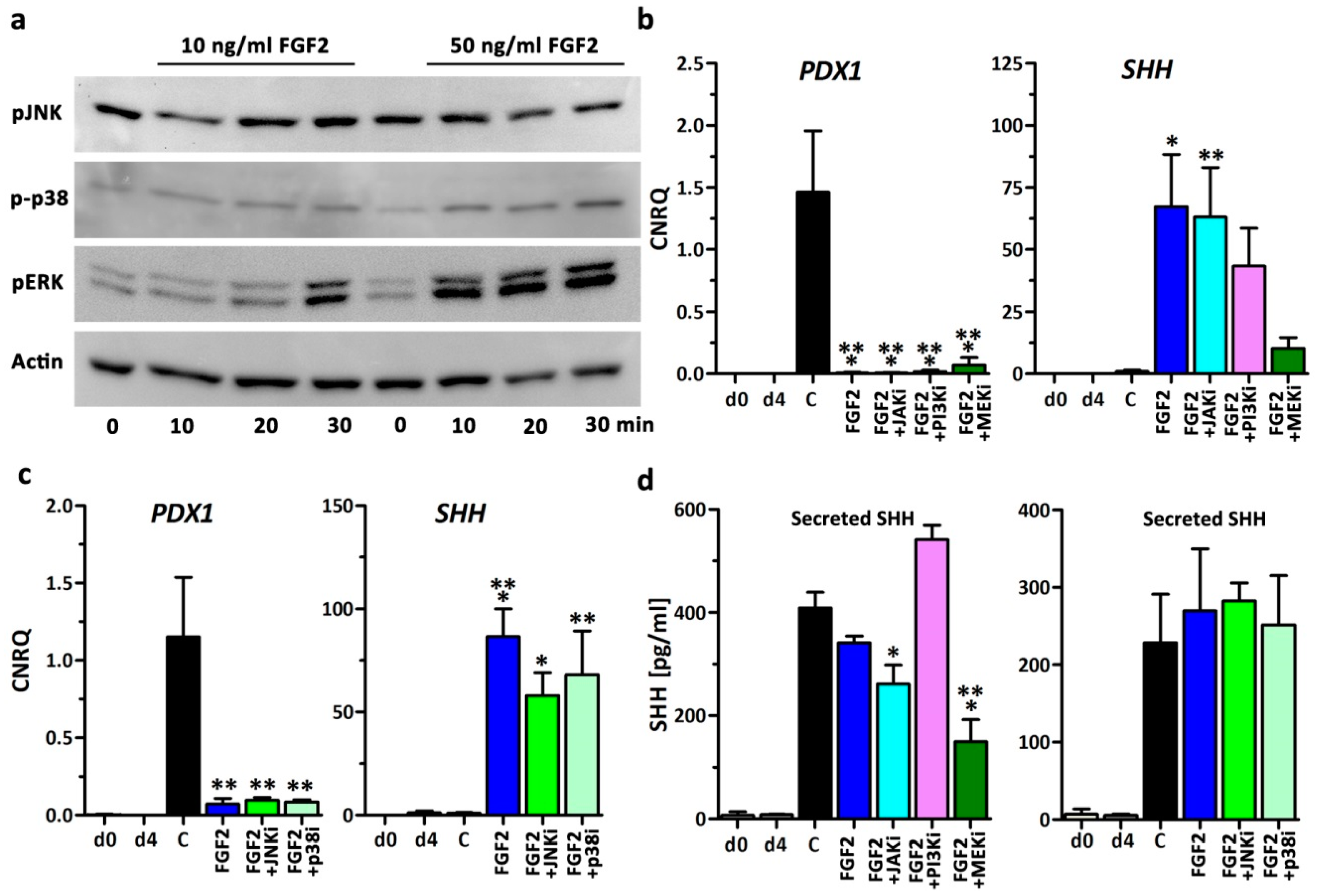 Cells | Free Full-Text | FGF2 Inhibits Early Pancreatic Lineage ...