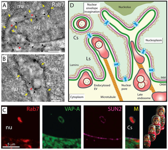 Cells Free Full Text Uptake And Fate Of Extracellular Membrane Vesicles Nucleoplasmic Reticulum Associated Late Endosomes As A New Gate To Intercellular Communication Html