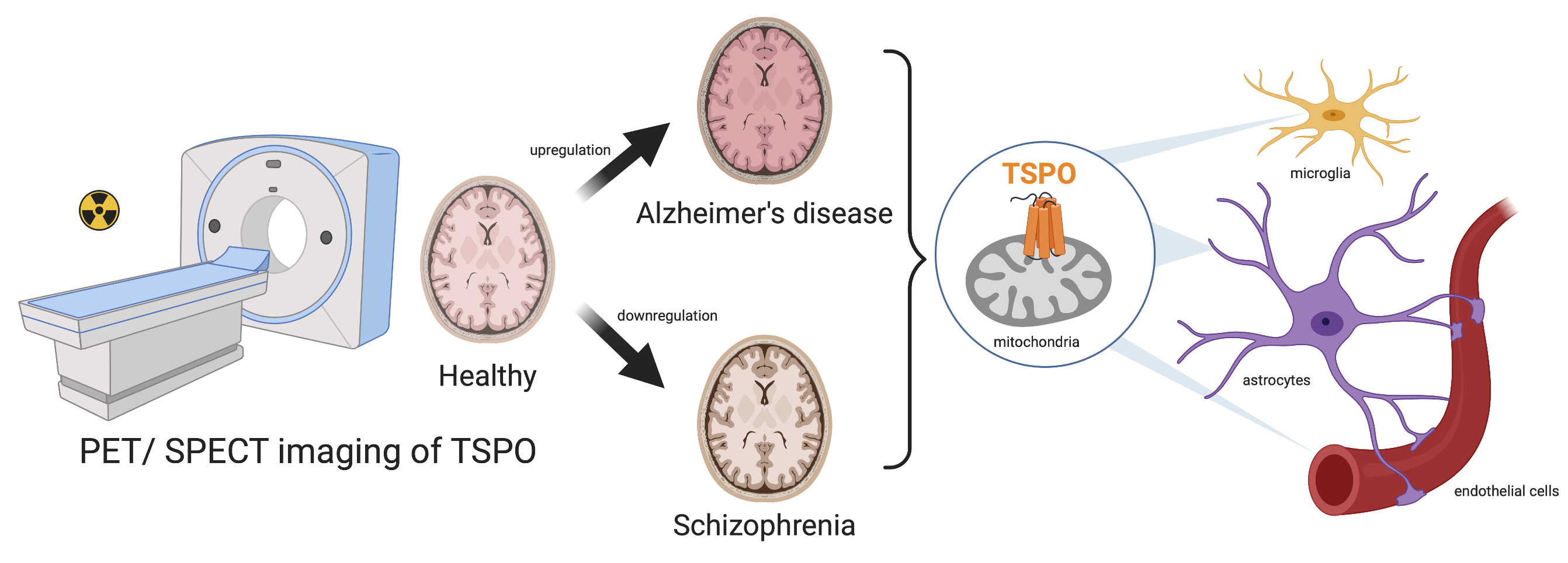 Cells Free Full Text In Vivo Tspo Signal And Neuroinflammation In Alzheimer S Disease Html