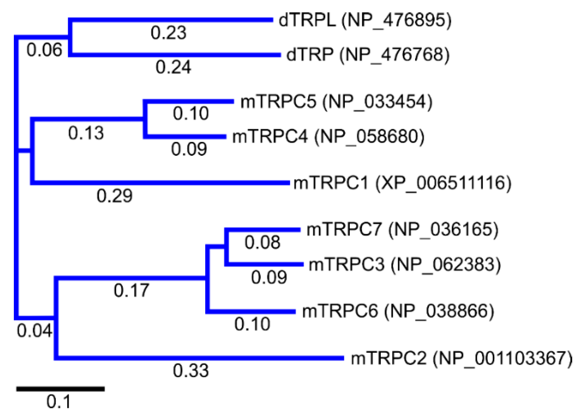 Cells Free Full Text Transient Receptor Potential Canonical Trpc Channels Then And Now Html