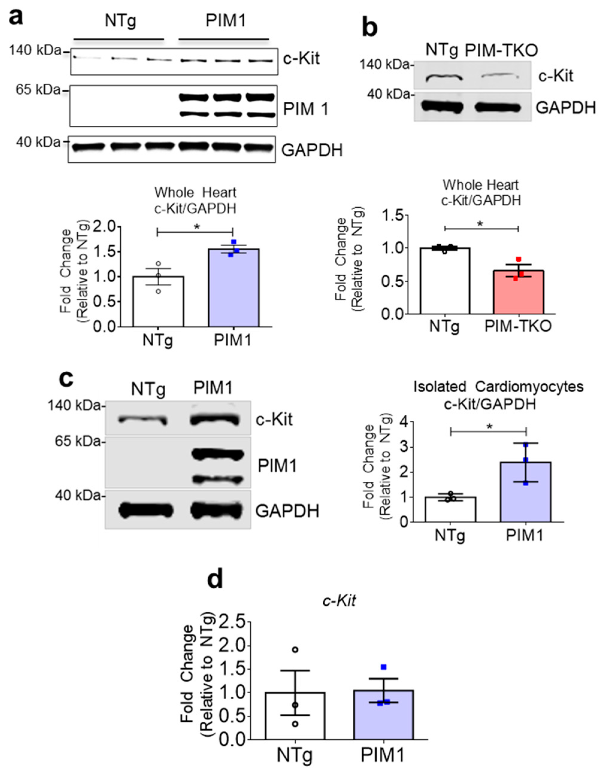Cells Free Full Text Pim1 Promotes Survival Of Cardiomyocytes By Upregulating C Kit Protein Expression Html