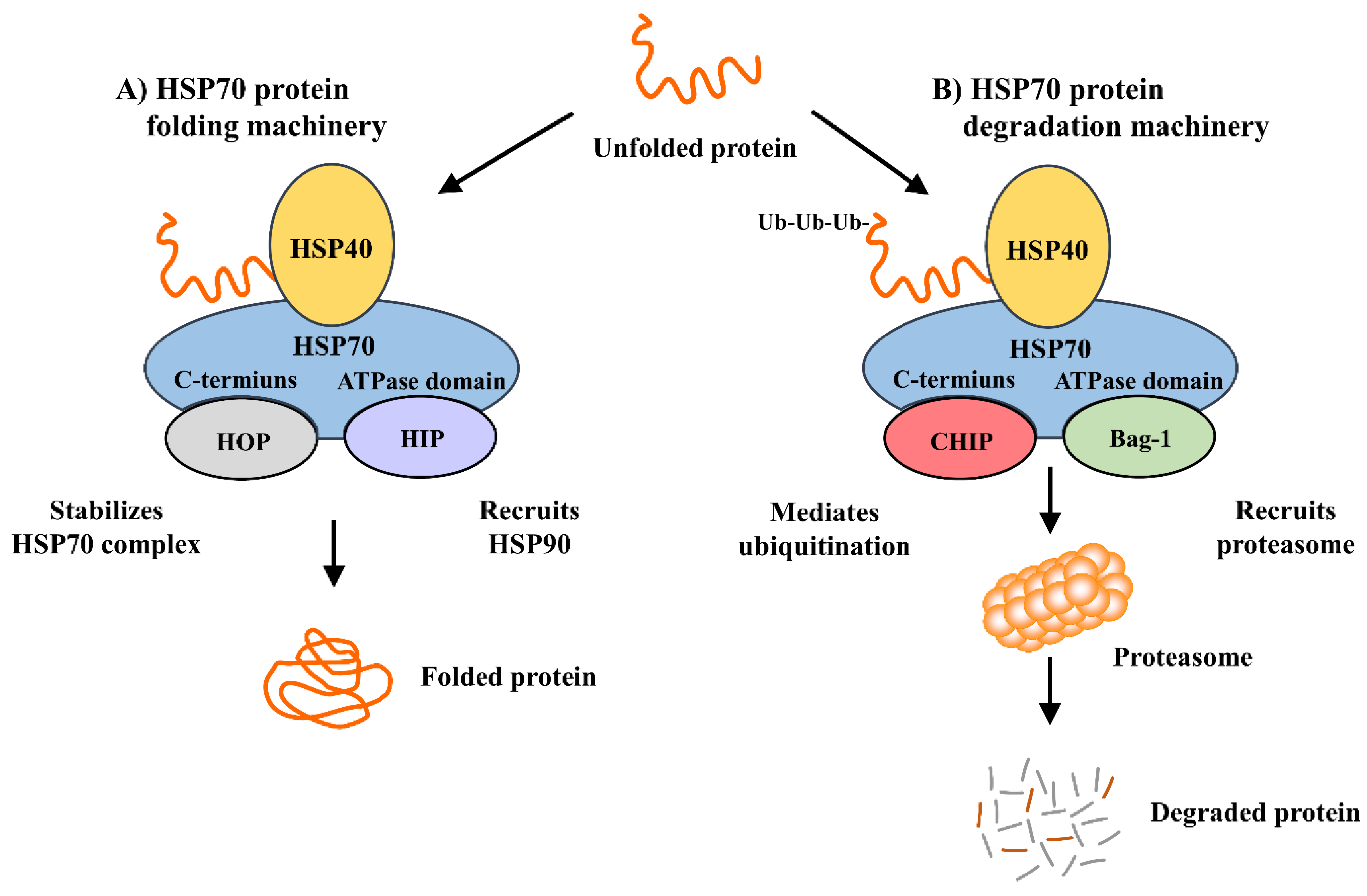Cells | Free Full-Text | Heat Shock Protein 70 (HSP70) Induction:  Chaperonotherapy for Neuroprotection after Brain Injury | HTML