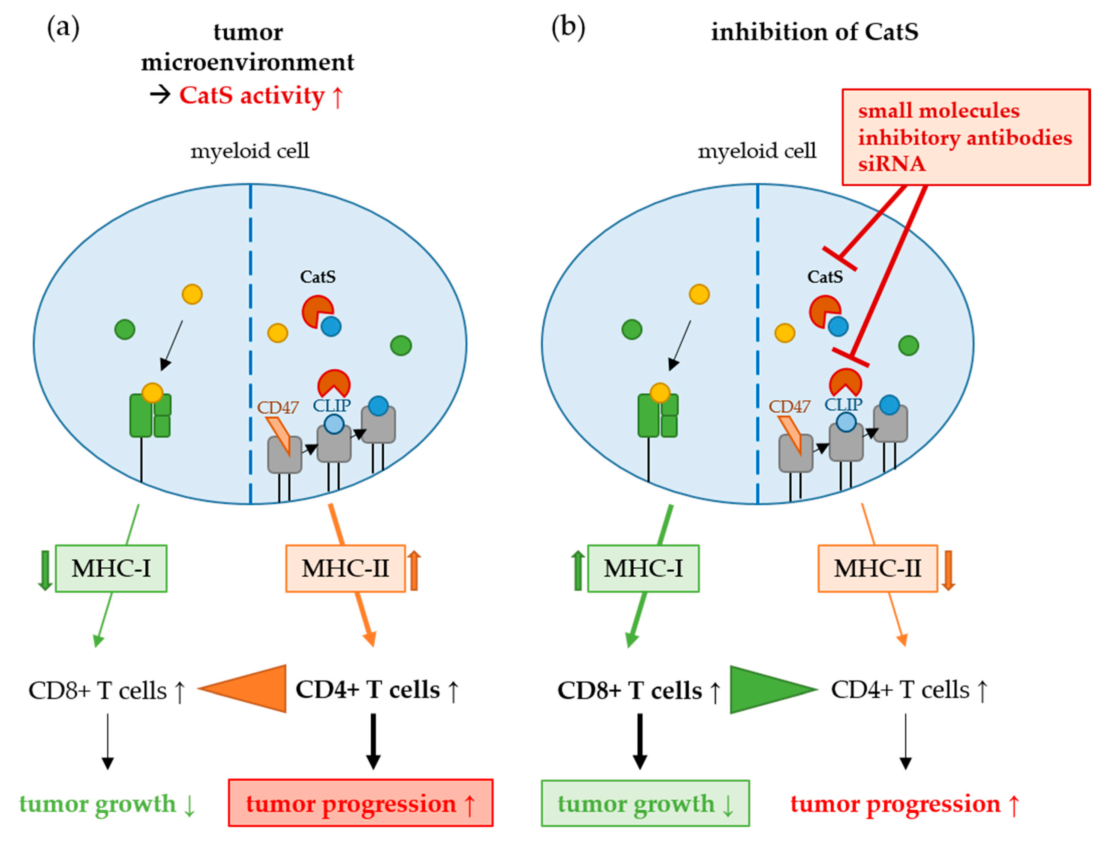 Cells 09 02021 g001 Cells 09 02021 g001