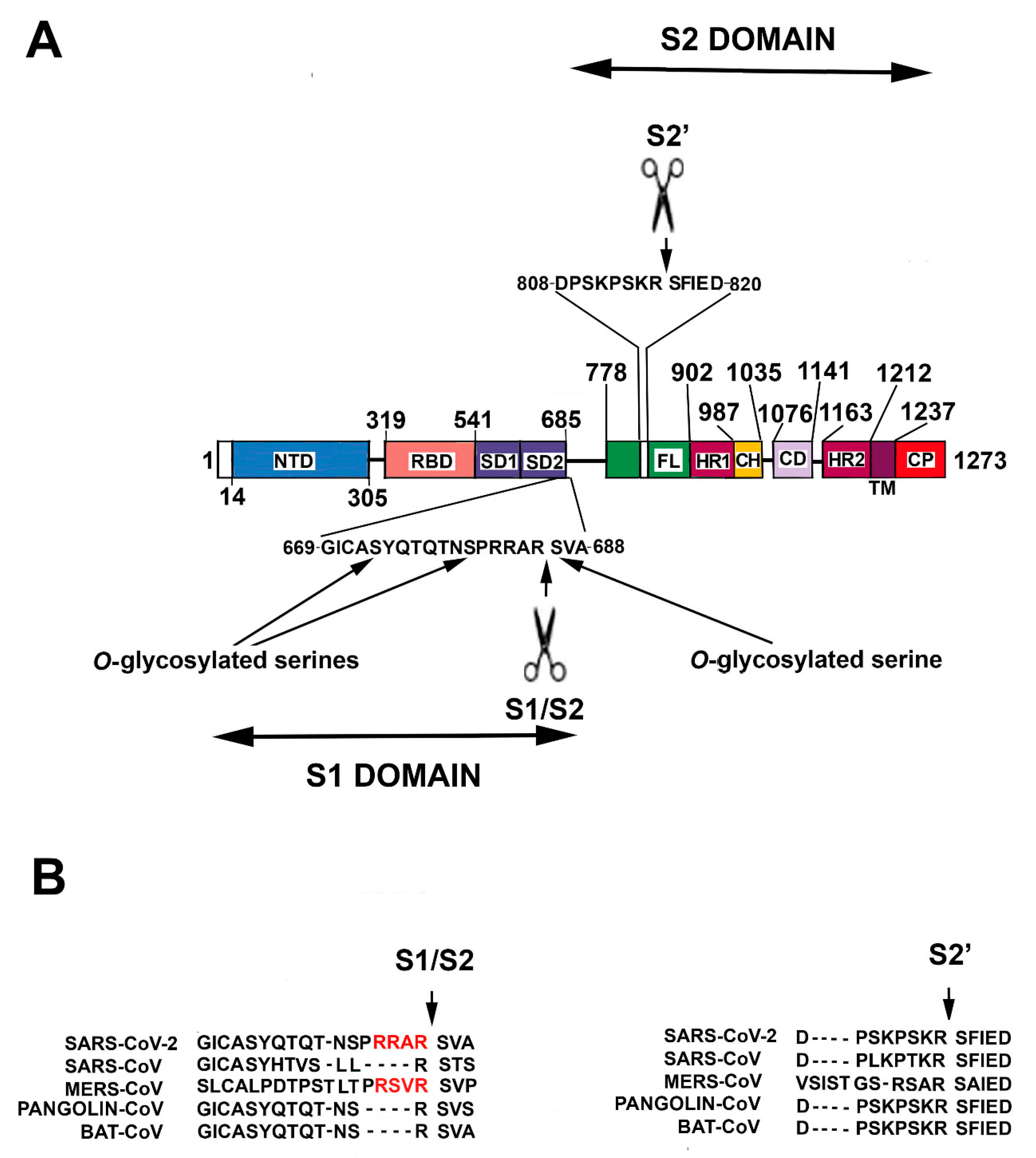 CD209L/L-SIGN and CD209/DC-SIGN Act as Receptors for SARS-CoV-2