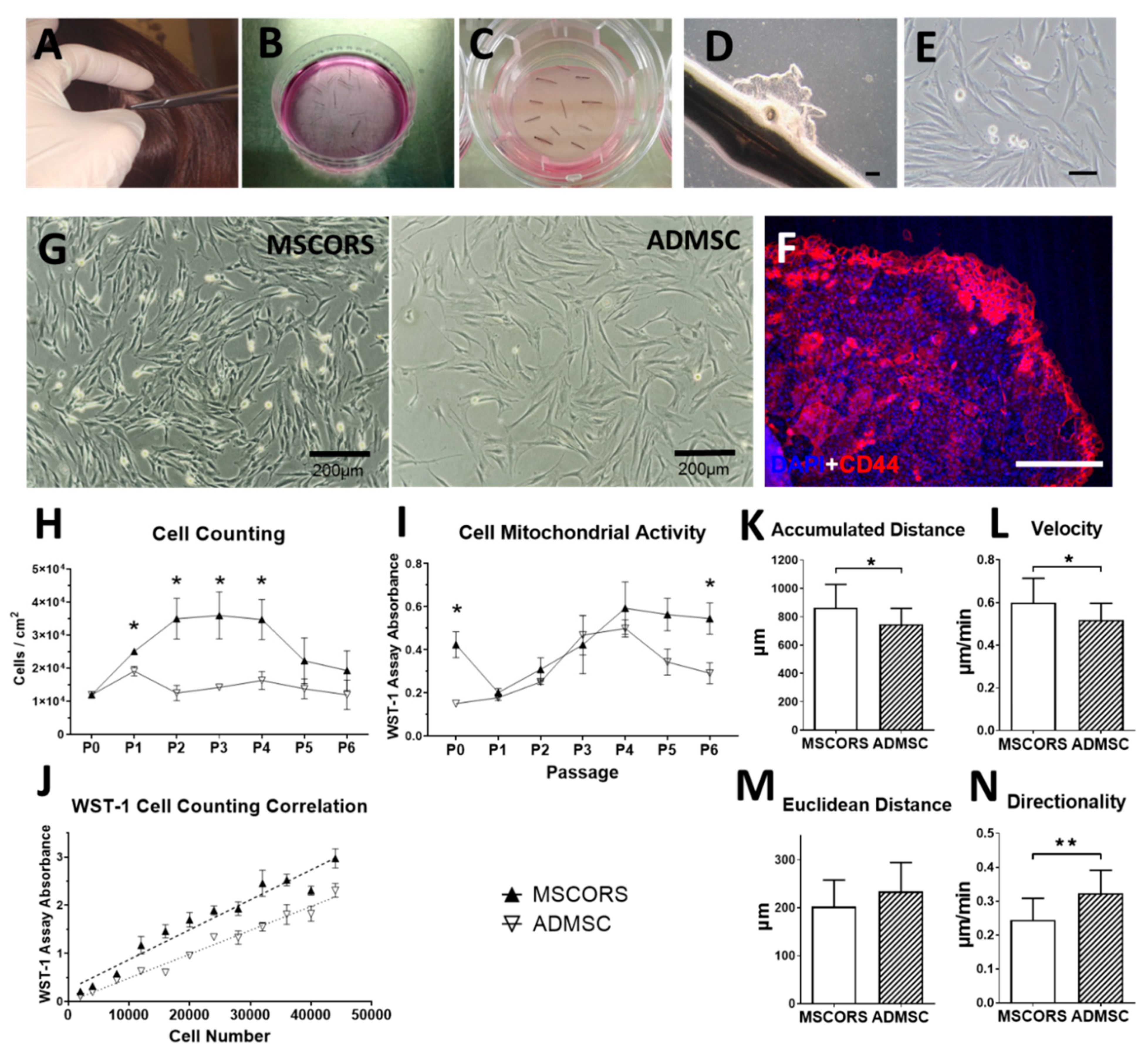 Cells Free Full Text Autologous Non Invasively Available Mesenchymal Stem Cells From The Outer Root Sheath Of Hair Follicle Are Obtainable By Migration From Plucked Hair Follicles And Expandable In Scalable Amounts