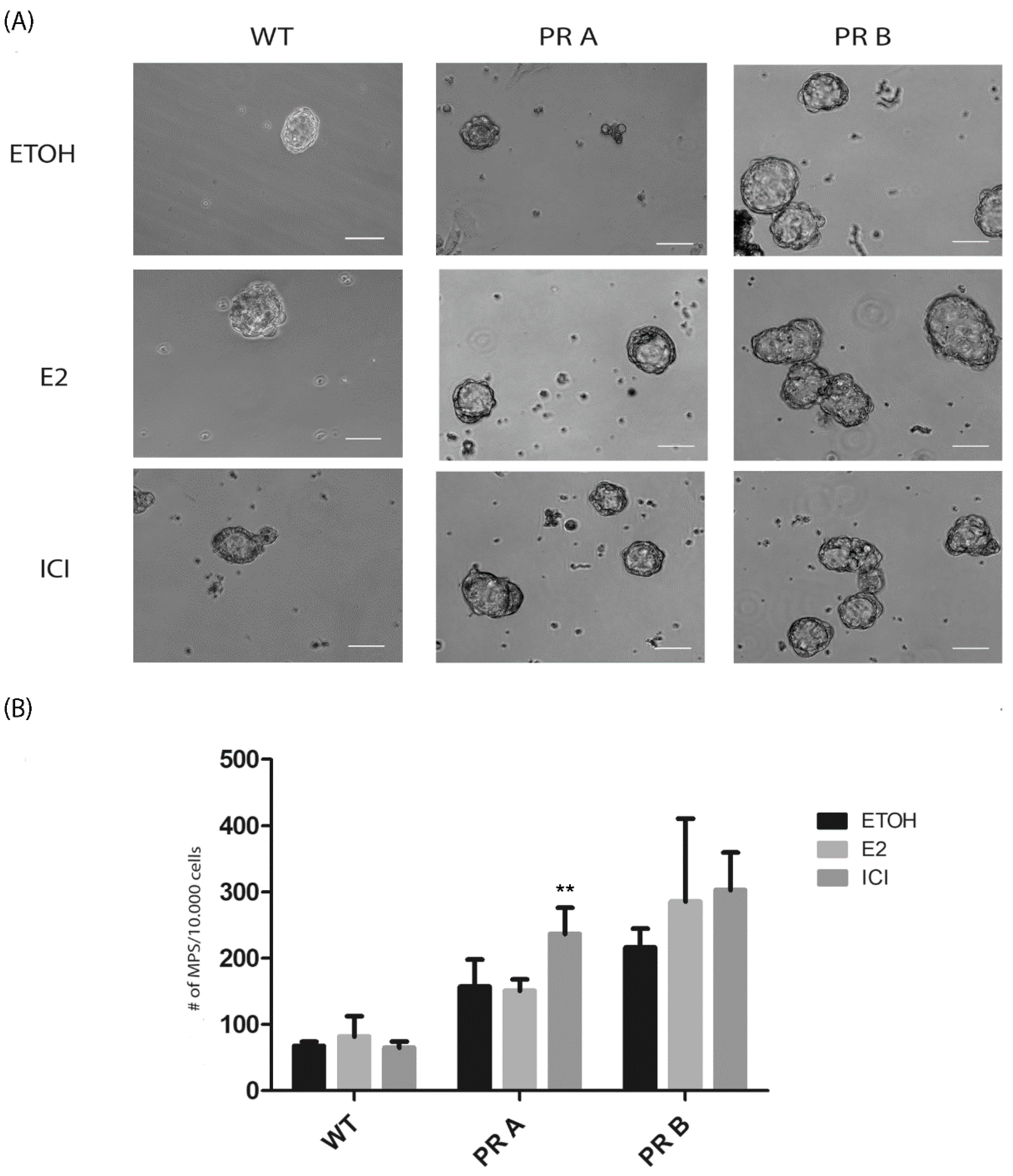 Cells 09 02074 g004 Cells 09 02074 g004
