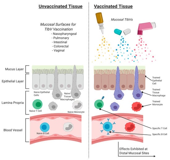 Cells | Free Full-Text | Lessons From Bacillus Calmette-Guérin ...