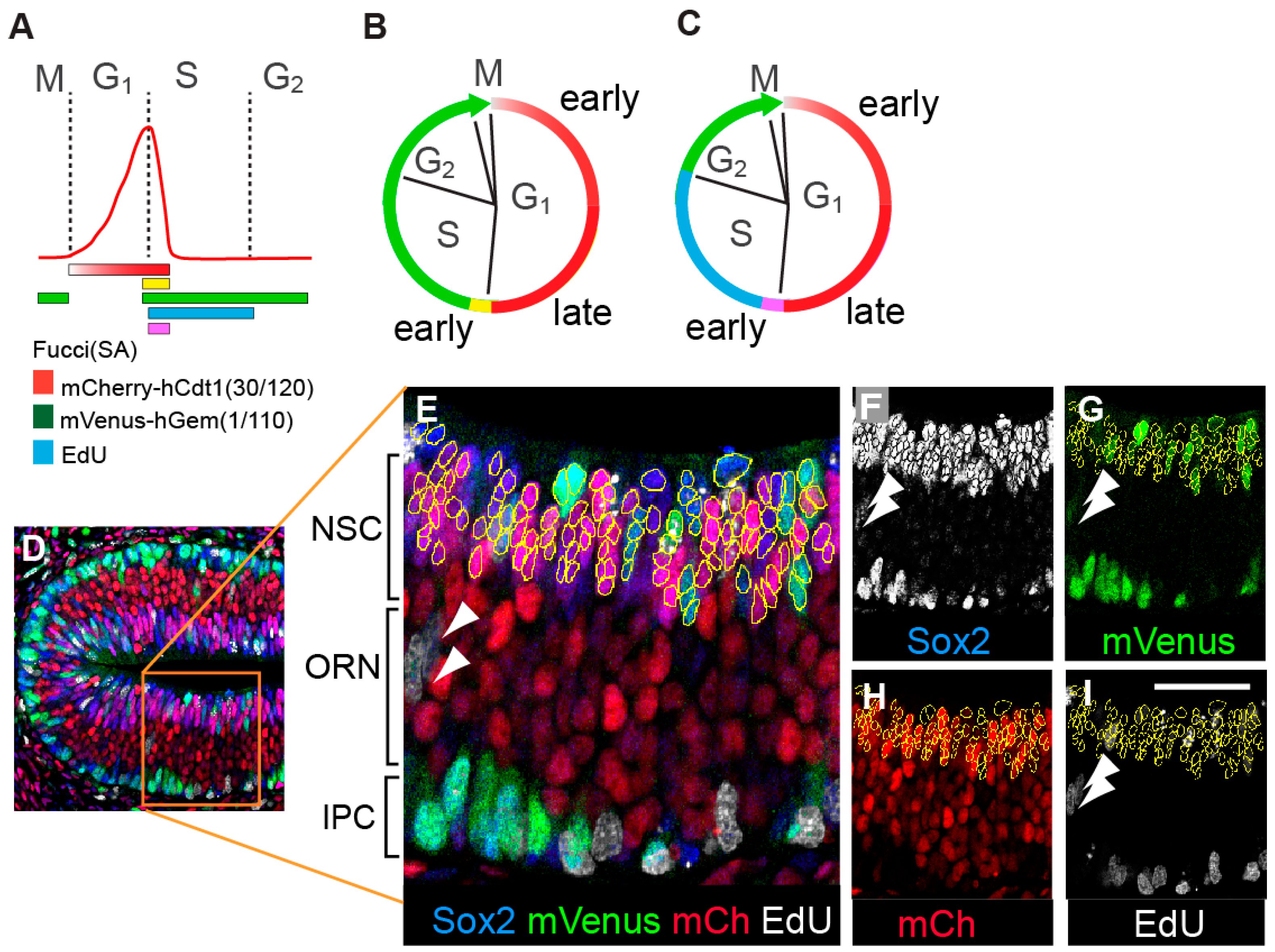 Cells | Free Full-Text | Visualizing Cell Cycle Phase Organization 