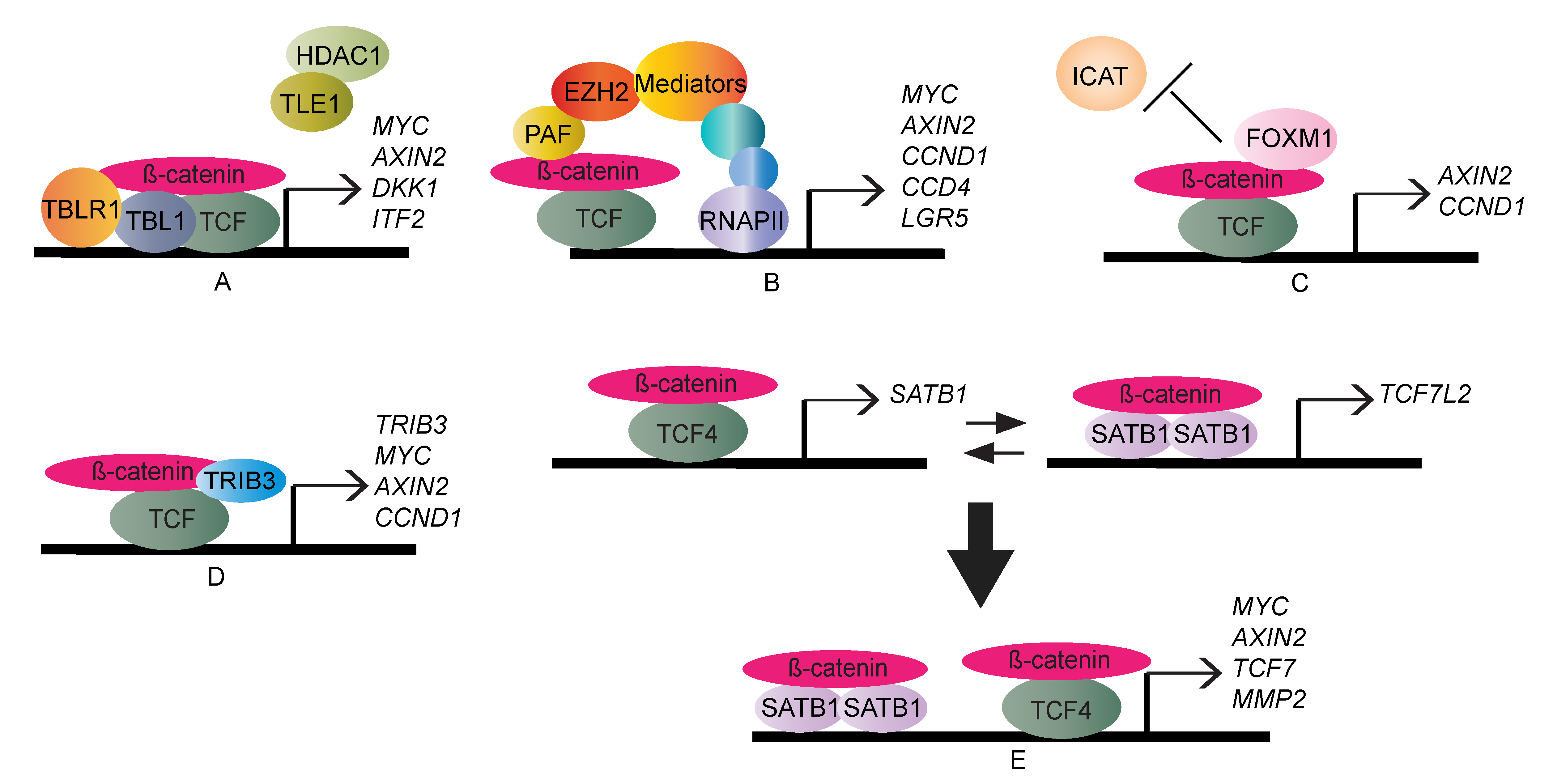 Bcl9 and Pygo synergise downstream of Apc to effect intestinal neoplasia in  FAP mouse models