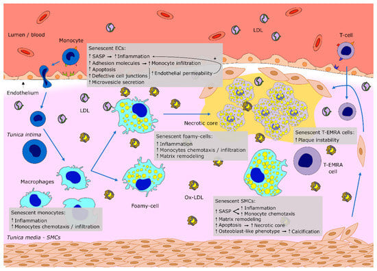 Cells | Free Full-Text | Cell Senescence, Multiple Organelle ...