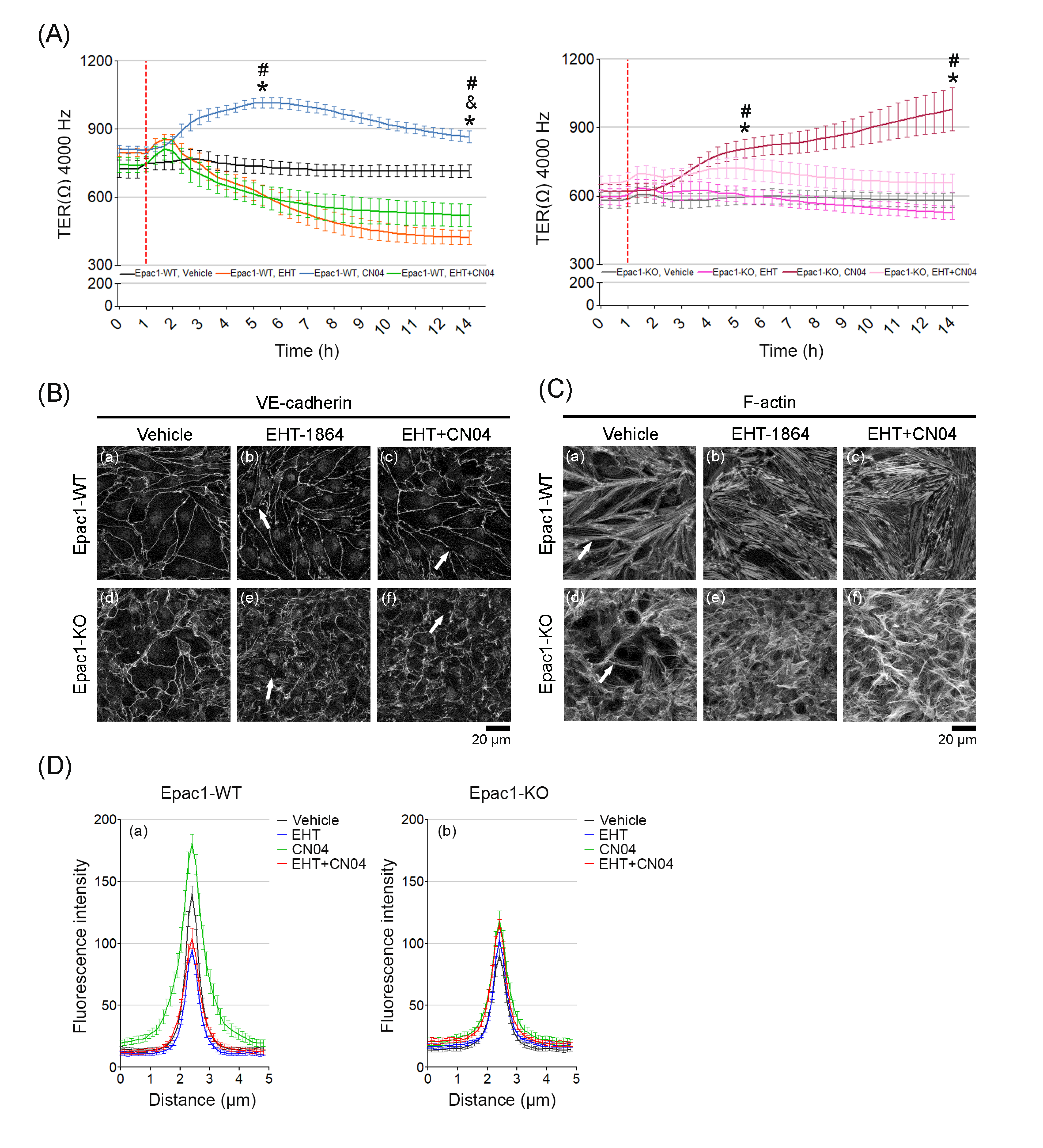 Cells 09 02170 g007 Cells 09 02170 g007