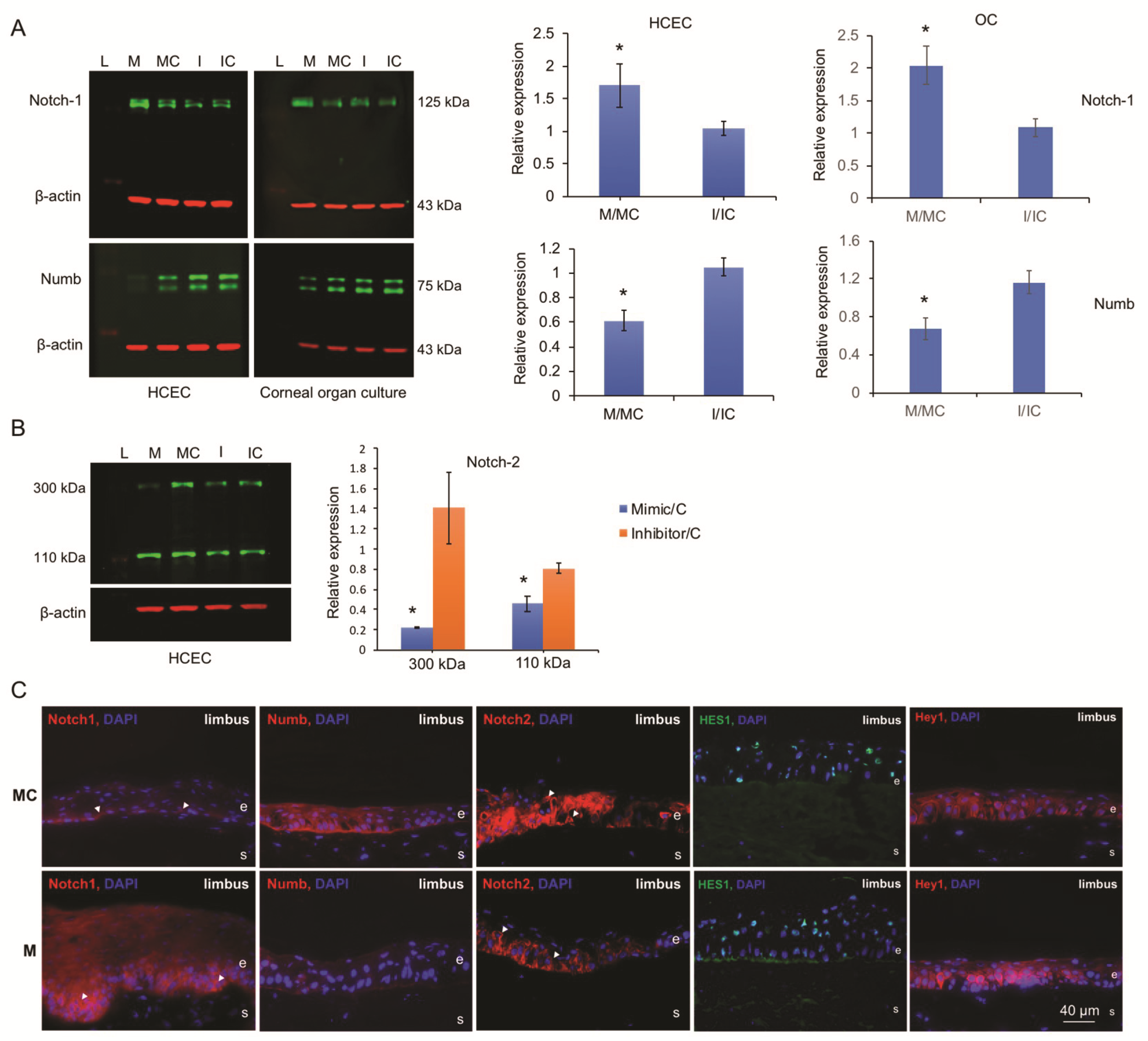 Cells 09 02175 g006 Cells 09 02175 g006