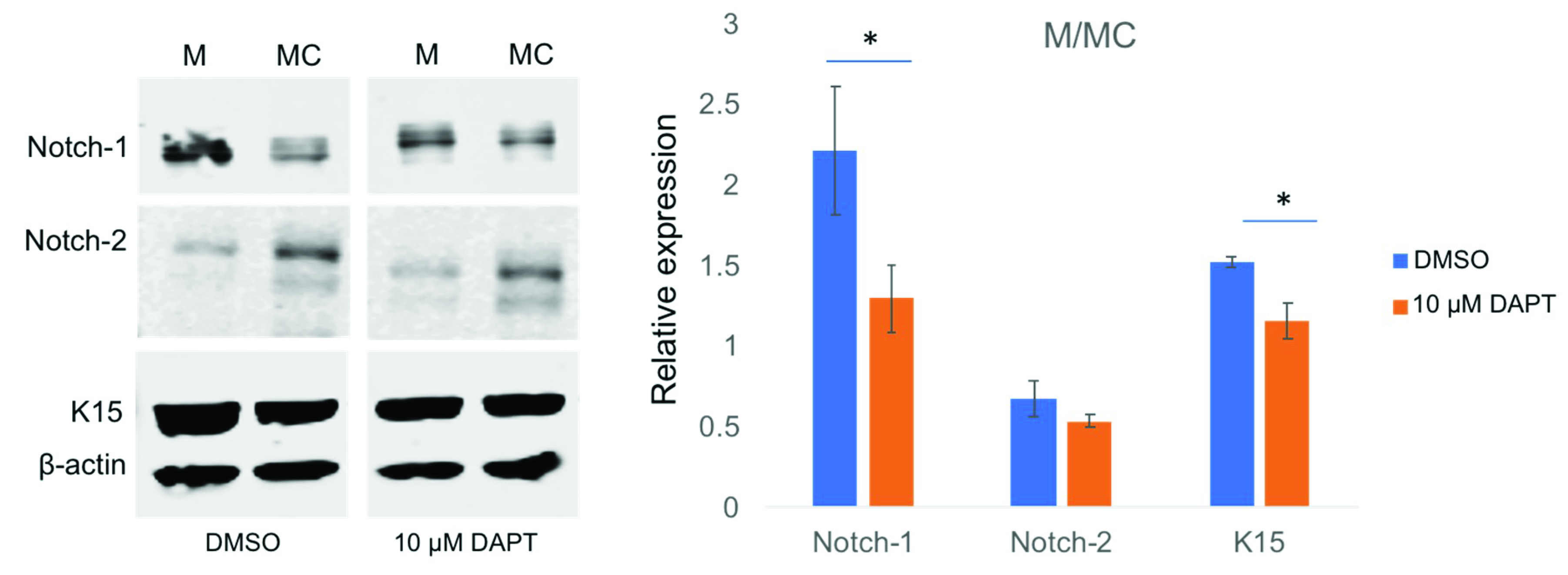 Cells 09 02175 g008 Cells 09 02175 g008