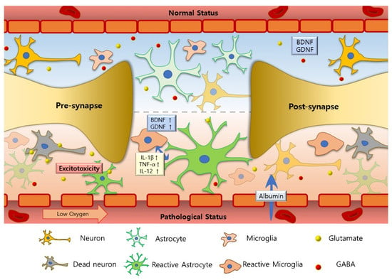 Glia, Neurobiology Journal