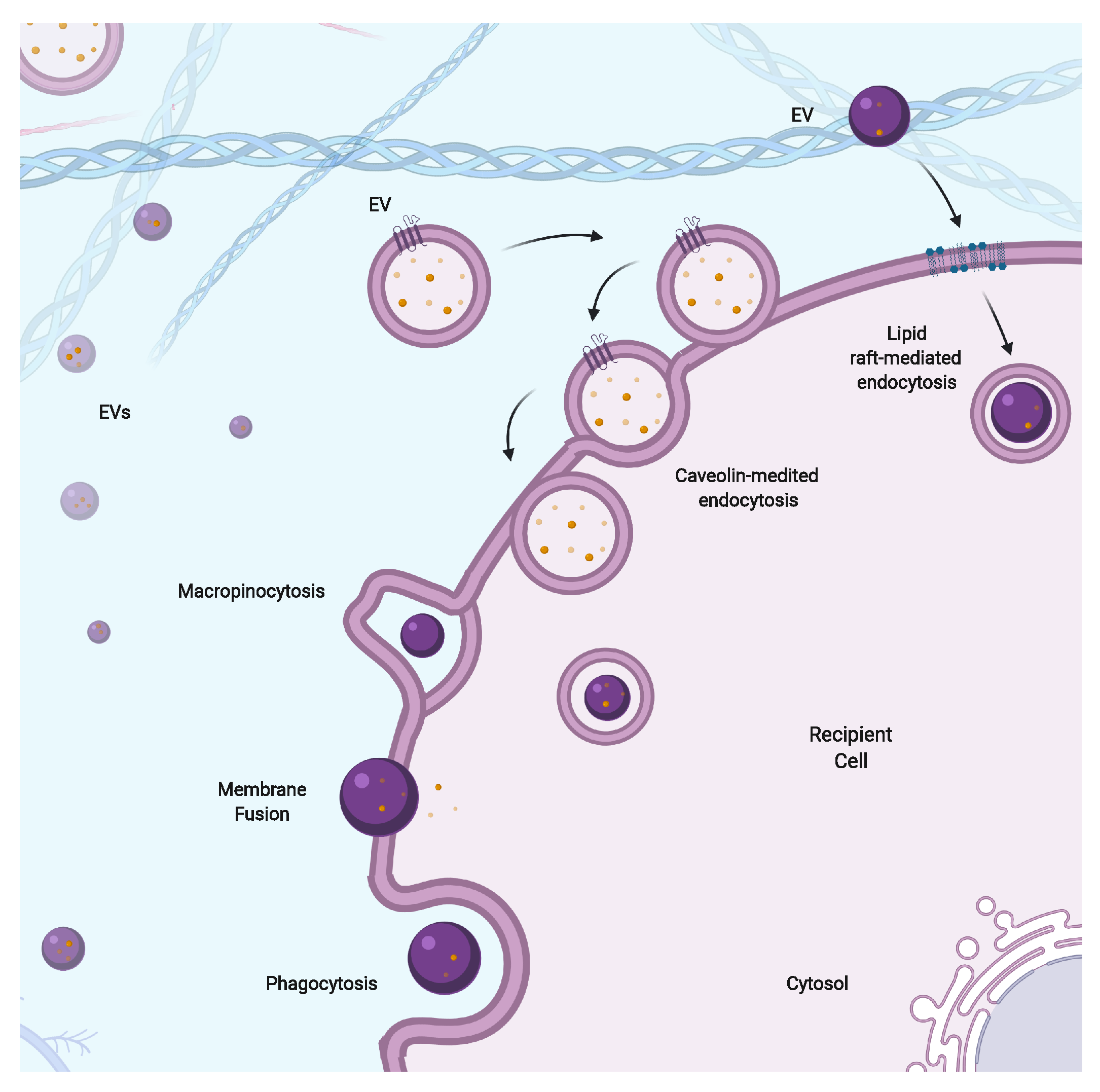 Cells 09 02182 g003 Cells 09 02182 g003