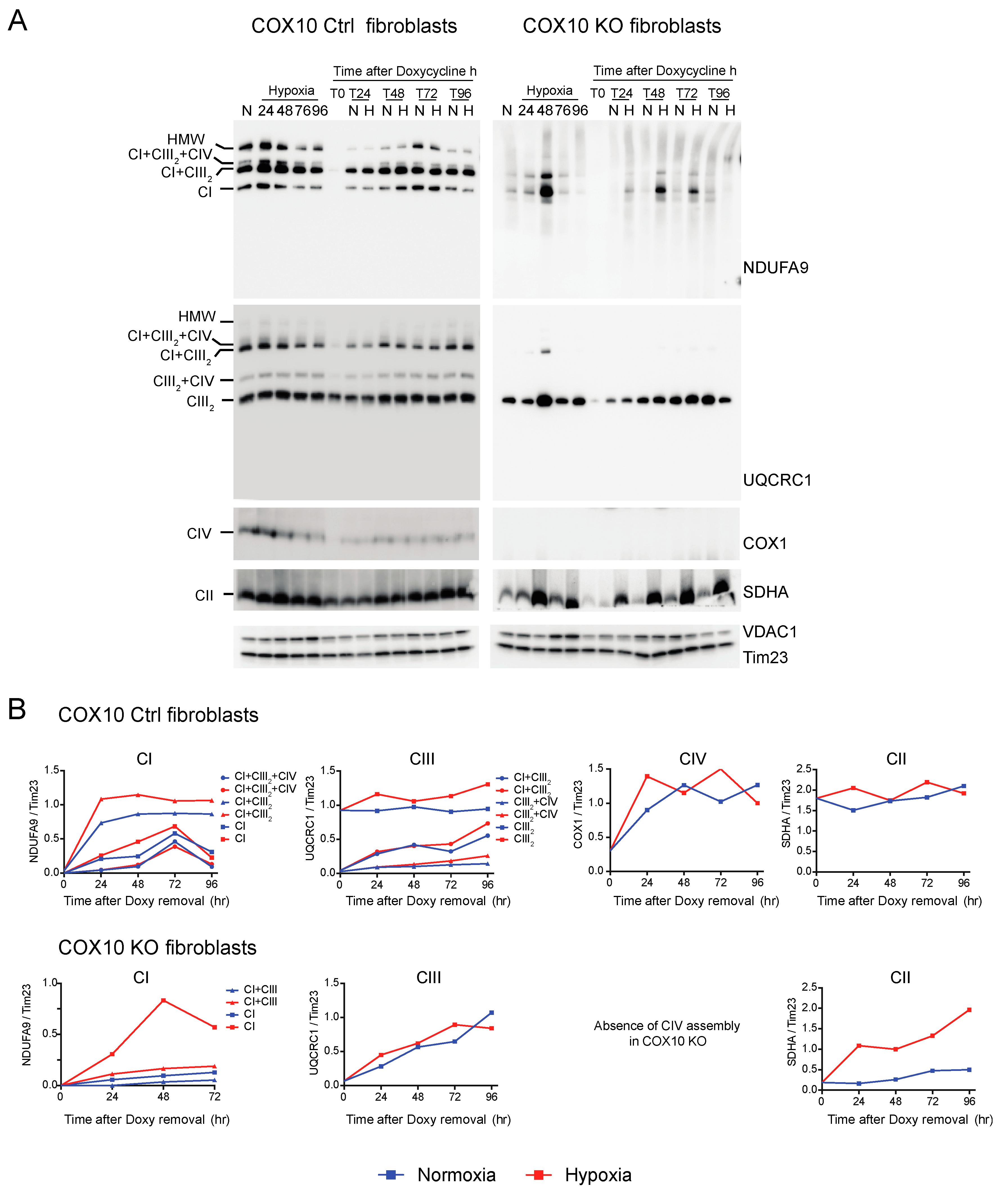 Cells 09 02197 g007 Cells 09 02197 g007