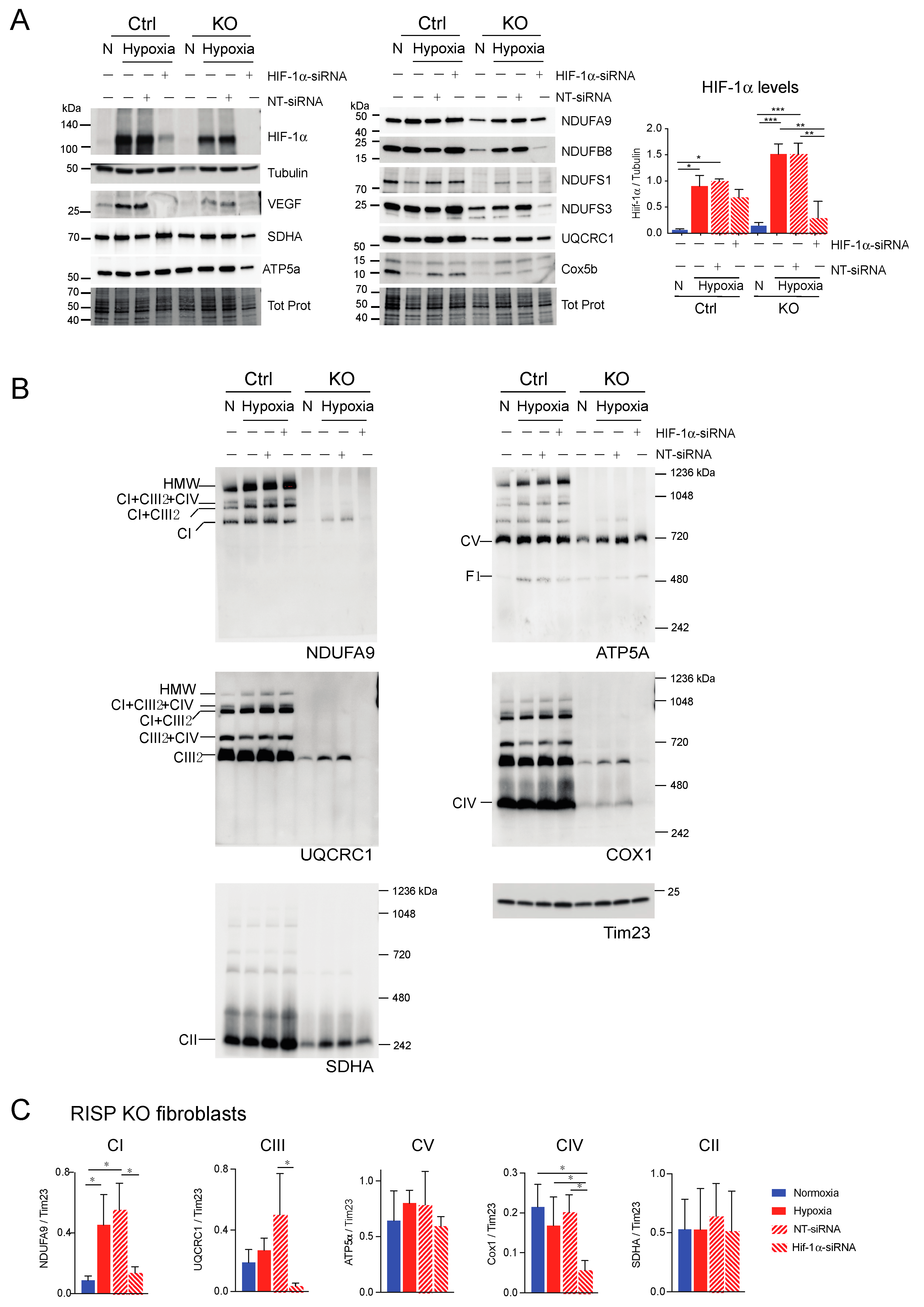Cells 09 02197 g009 Cells 09 02197 g009