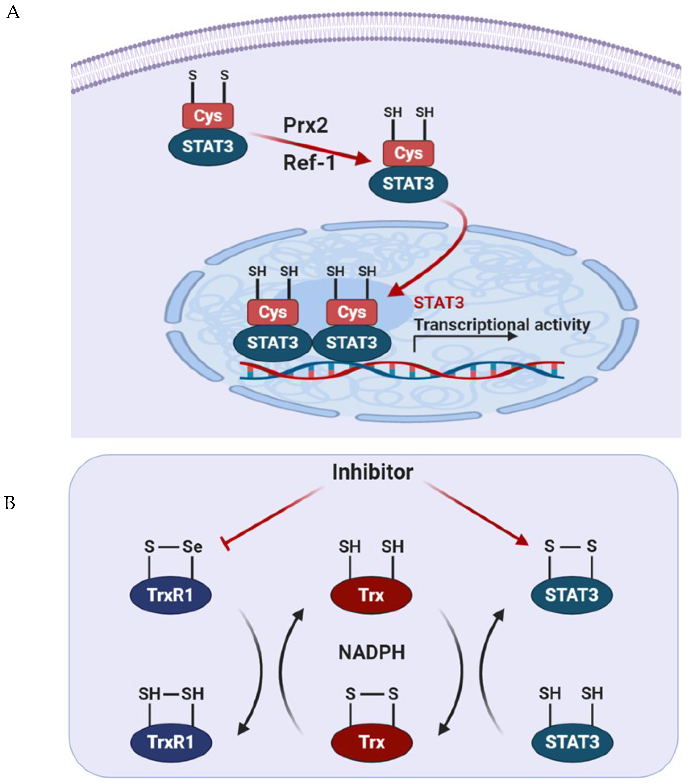 Cells 09 02202 g003 Cells 09 02202 g003