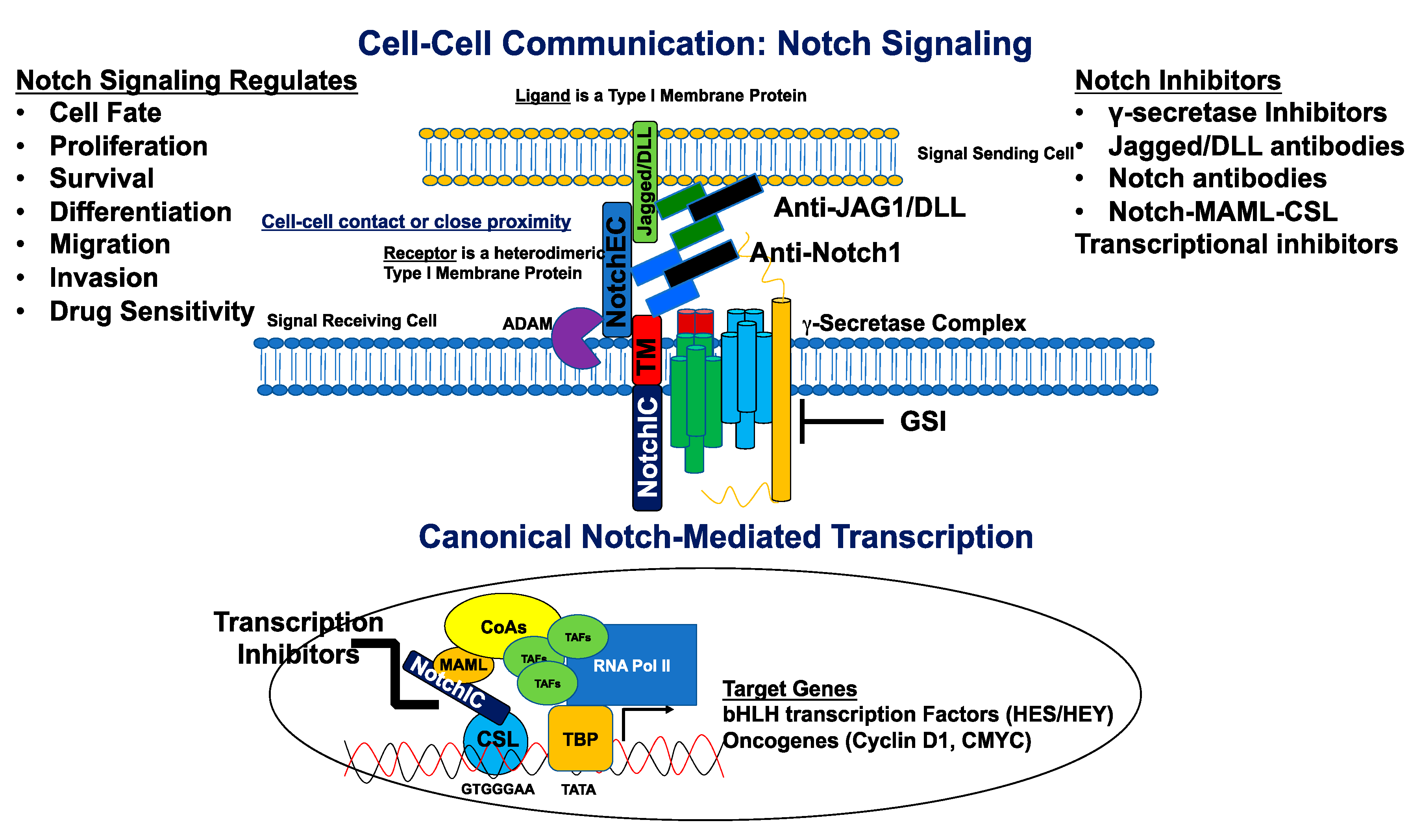 Cells 09 02204 g002 Cells 09 02204 g002