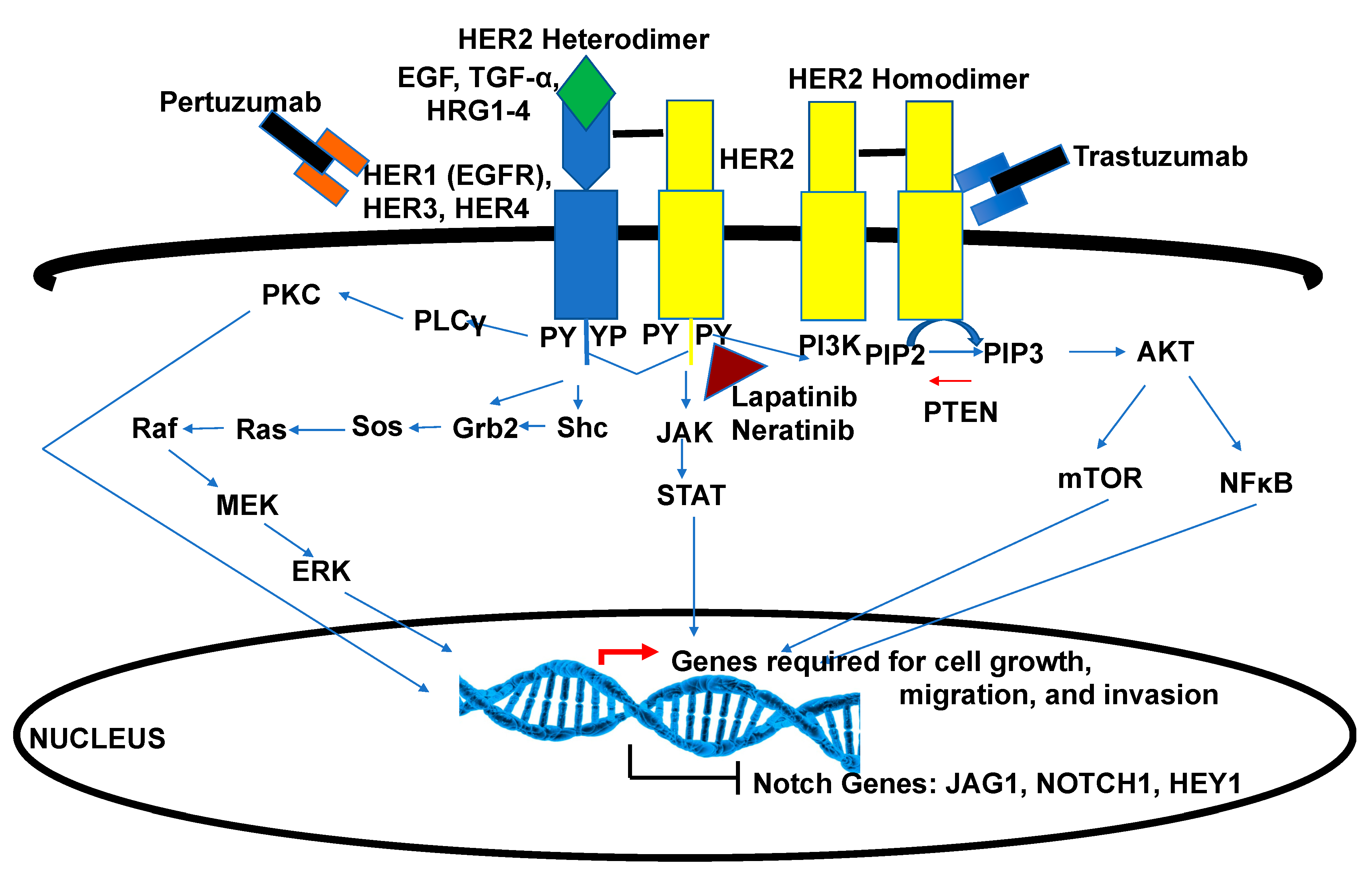 Cells 09 02204 g005 Cells 09 02204 g005