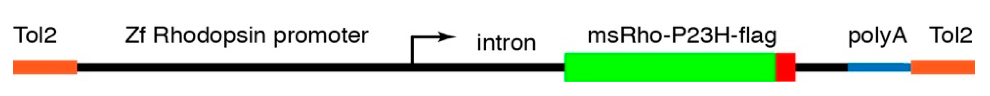Cells 09 02242 g001 Cells 09 02242 g001