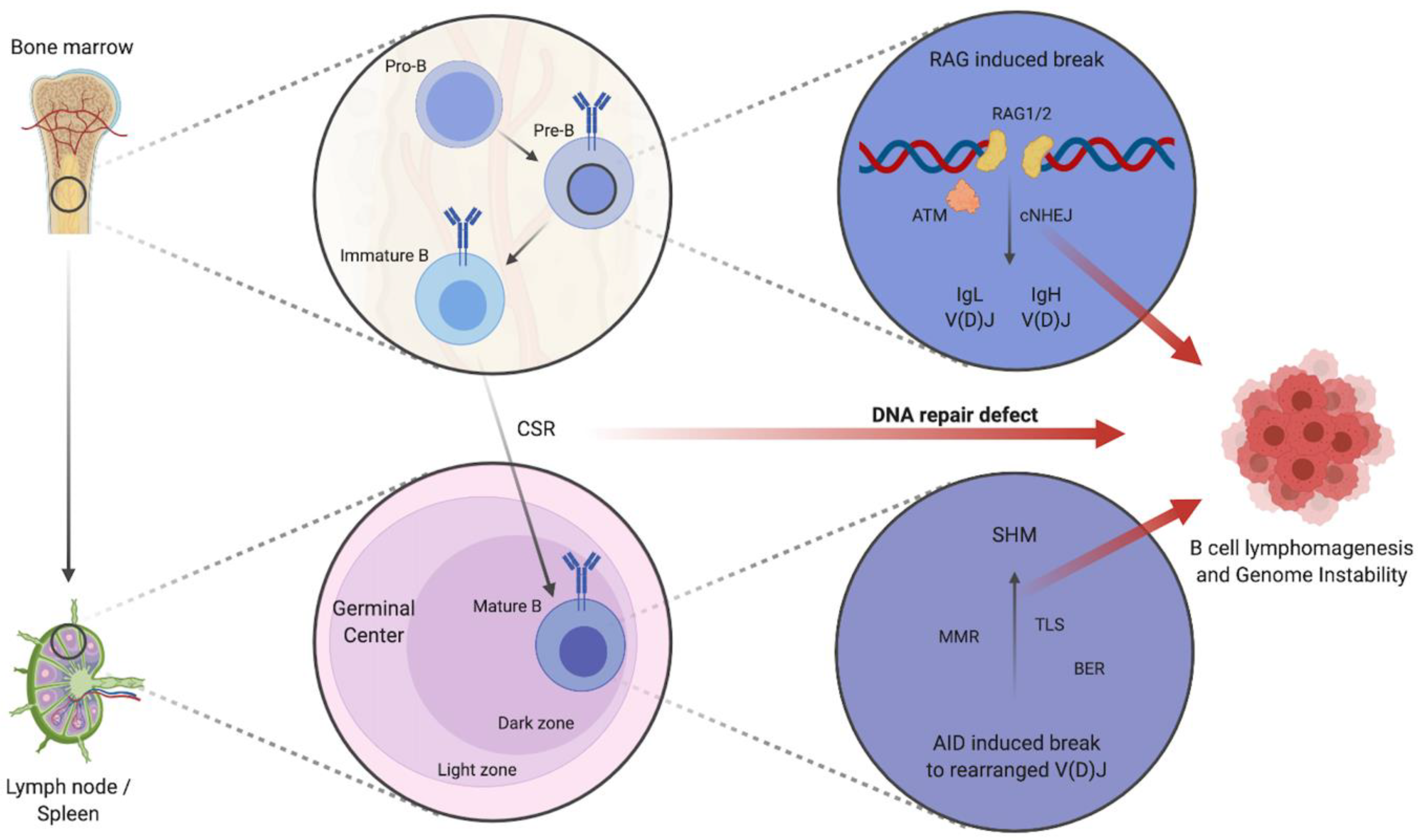 Cells | Free Full-Text | Targeting DNA Repair, Cell Cycle, and Tumor  Microenvironment in B Cell Lymphoma | HTML