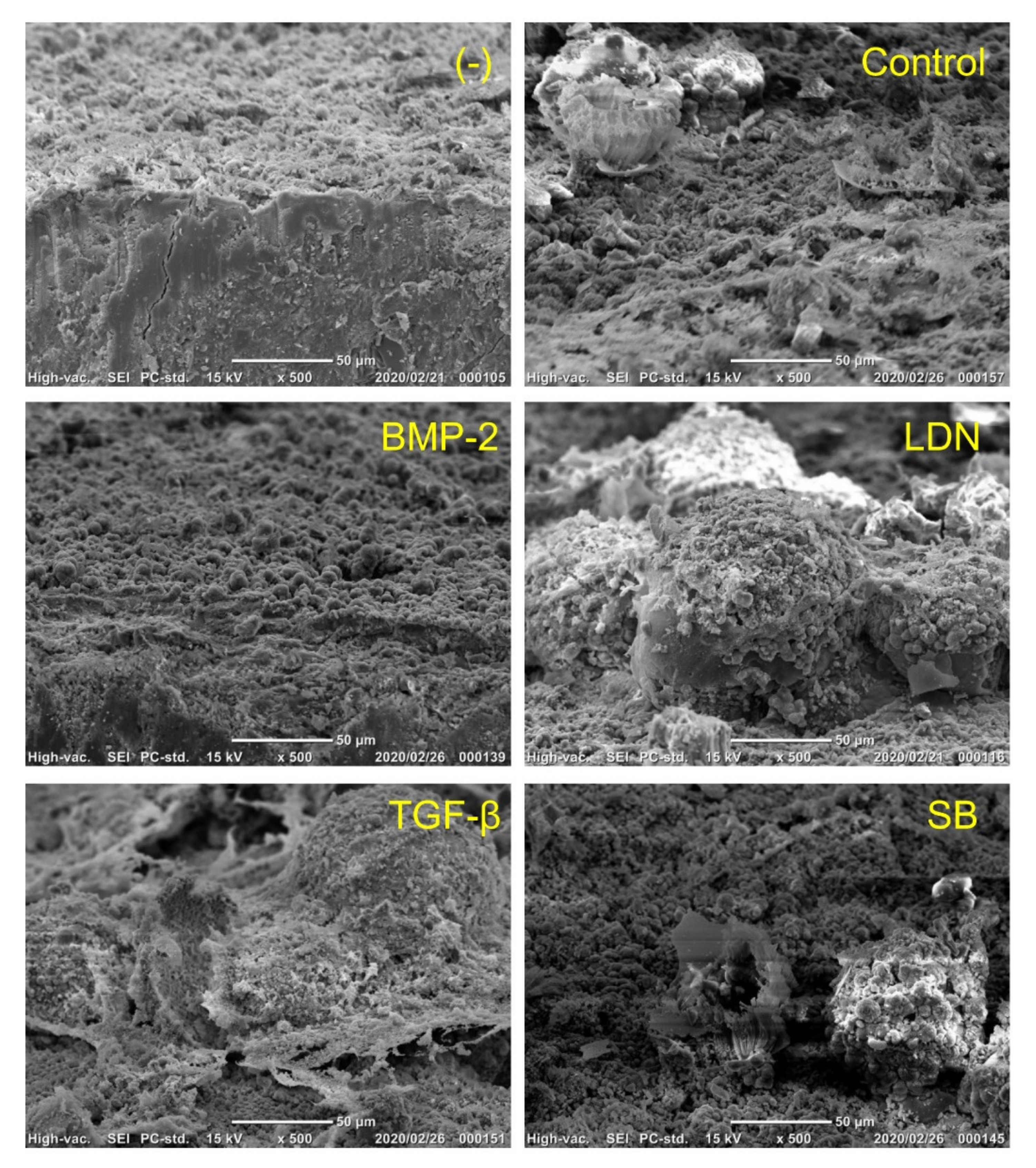 Cells 09 02336 g0a1 Cells 09 02336 g0a1