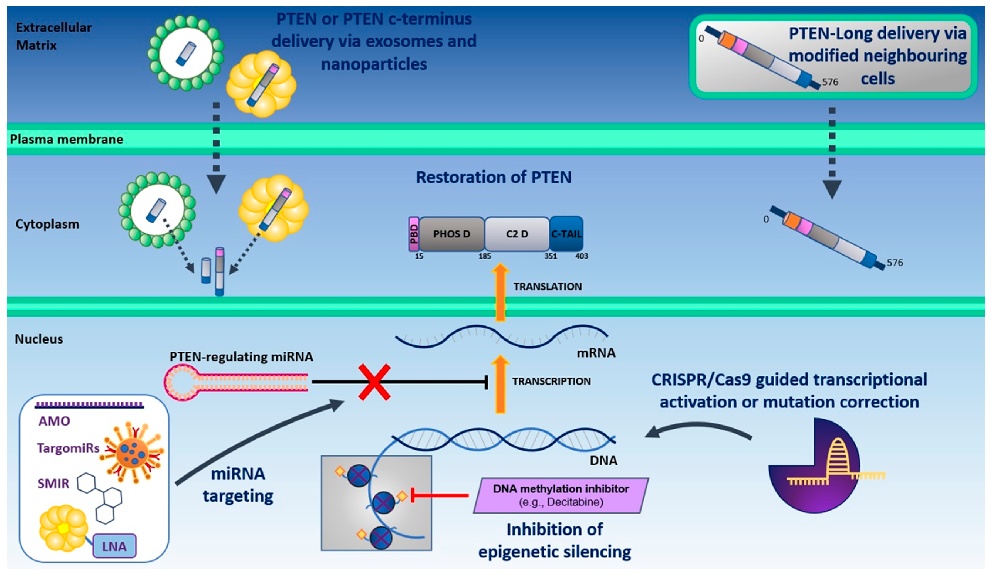 Cells Free Full Text The Pten Conundrum How To Target Pten Deficient Prostate Cancer Html