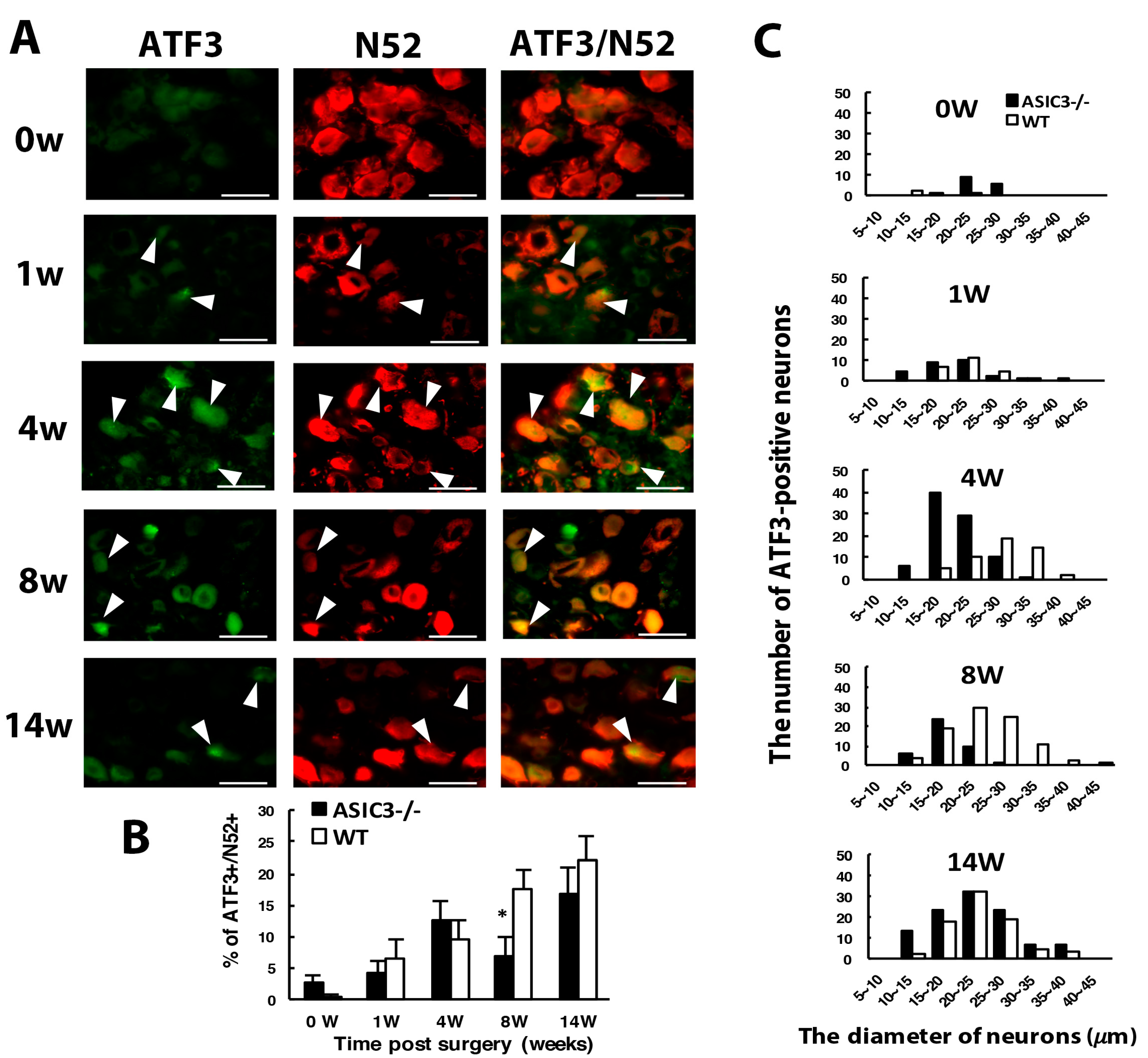 Cells Free Full Text Deletion Of Acid Sensing Ion Channel 3 Relieves The Late Phase Of Neuropathic Pain By Preventing Neuron Degeneration And Promoting Neuron Repair Html