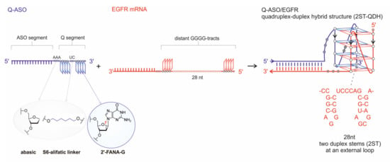 Cells Free Full Text Formation Of An Rna Quadruplex Duplex Hybrid In Living Cells Between Mrna Of The Epidermal Growth Factor Receptor Egfr And A G Rich Antisense Oligoribonucleotide Html