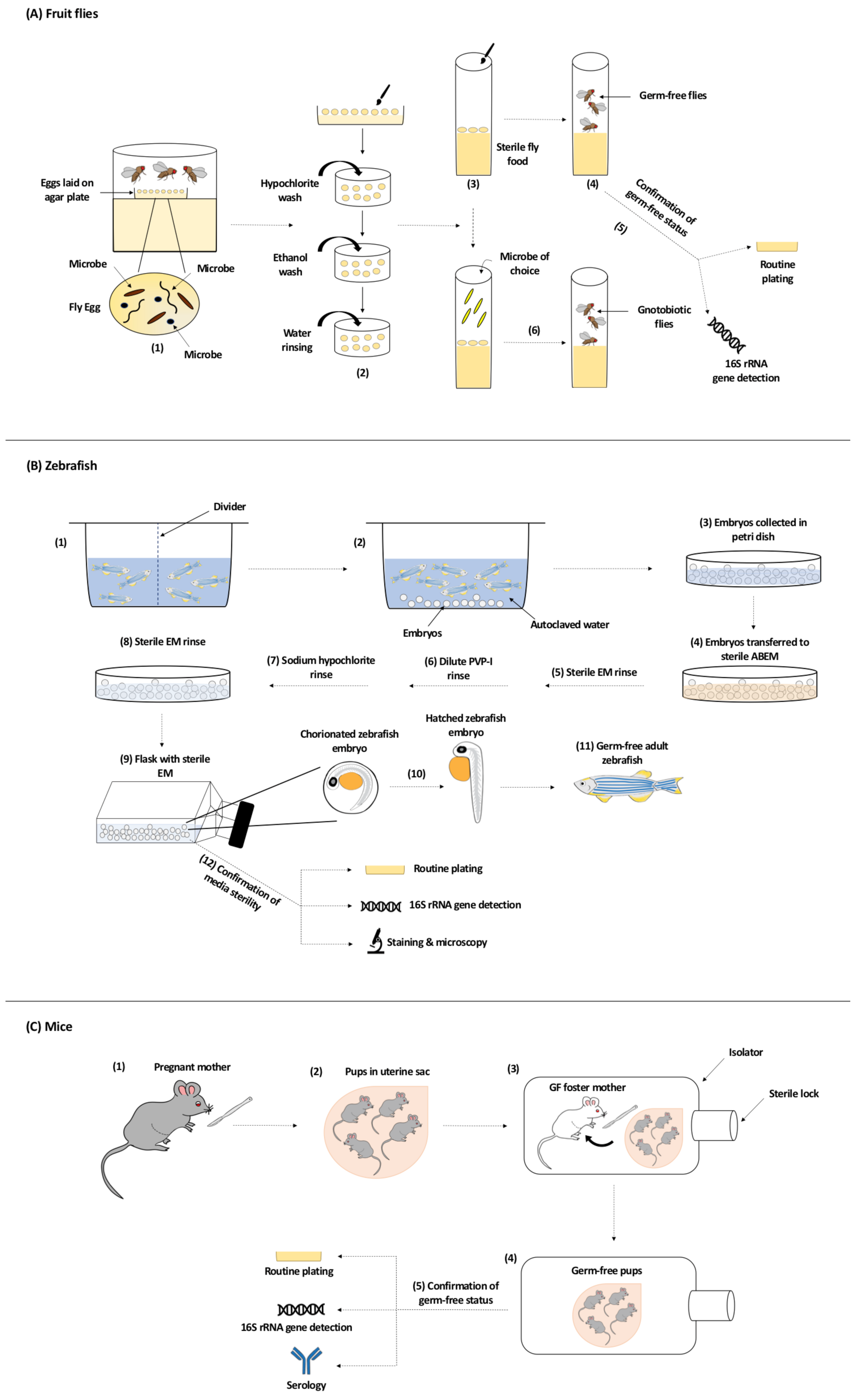 Cells | Free Full-Text | The Microbiota and Gut-Related Disorders: Insights  from Animal Models