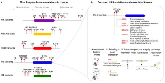 Cells Free Full Text Histone Variants Guardians Of Genome Integrity Html