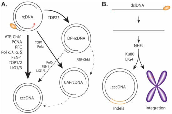 Cells Free Full Text New Insights on Molecular Mechanism of