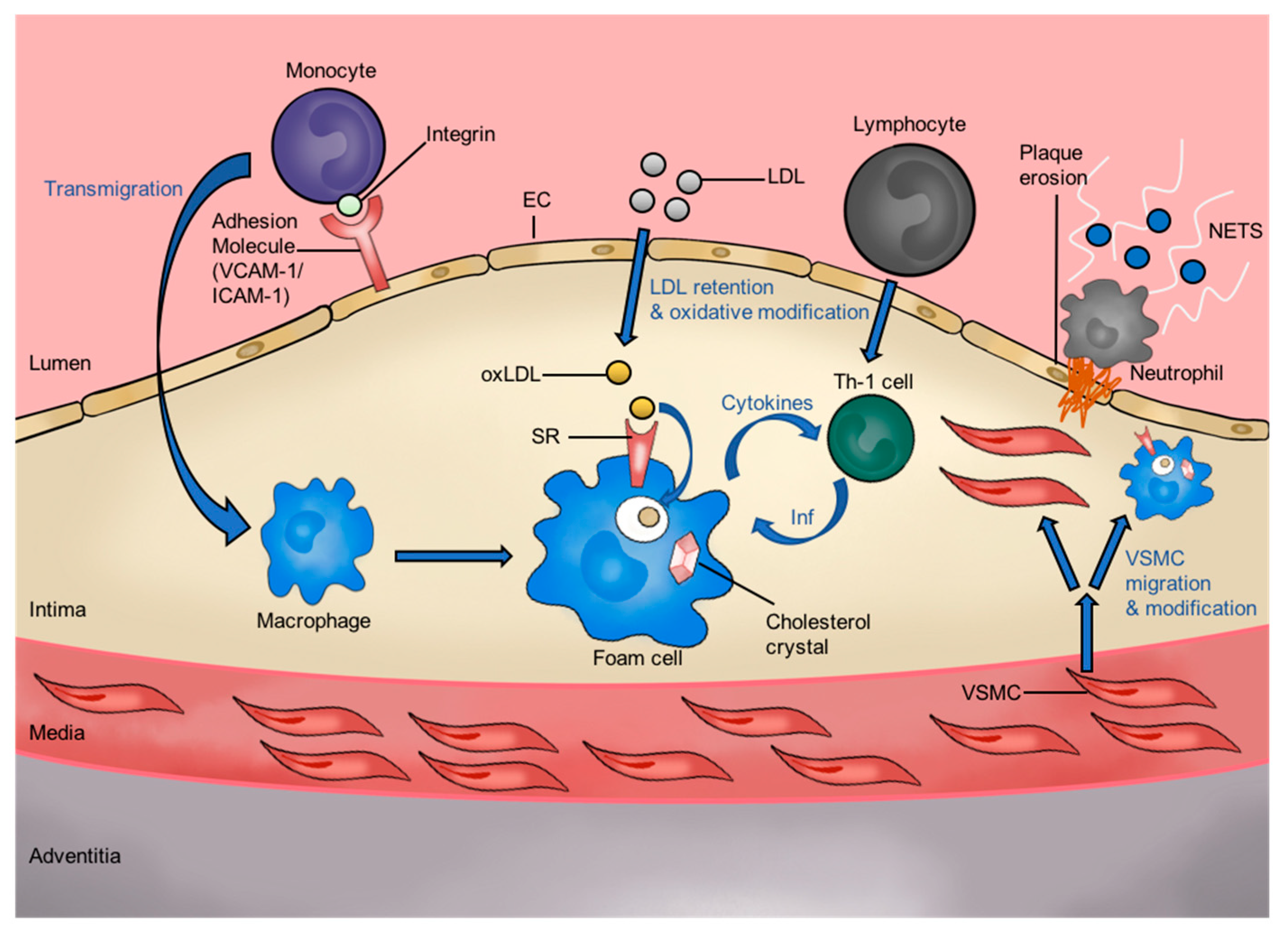 Cells | Free Full-Text | Scavenger Receptors as Biomarkers and Therapeutic  Targets in Cardiovascular Disease | HTML