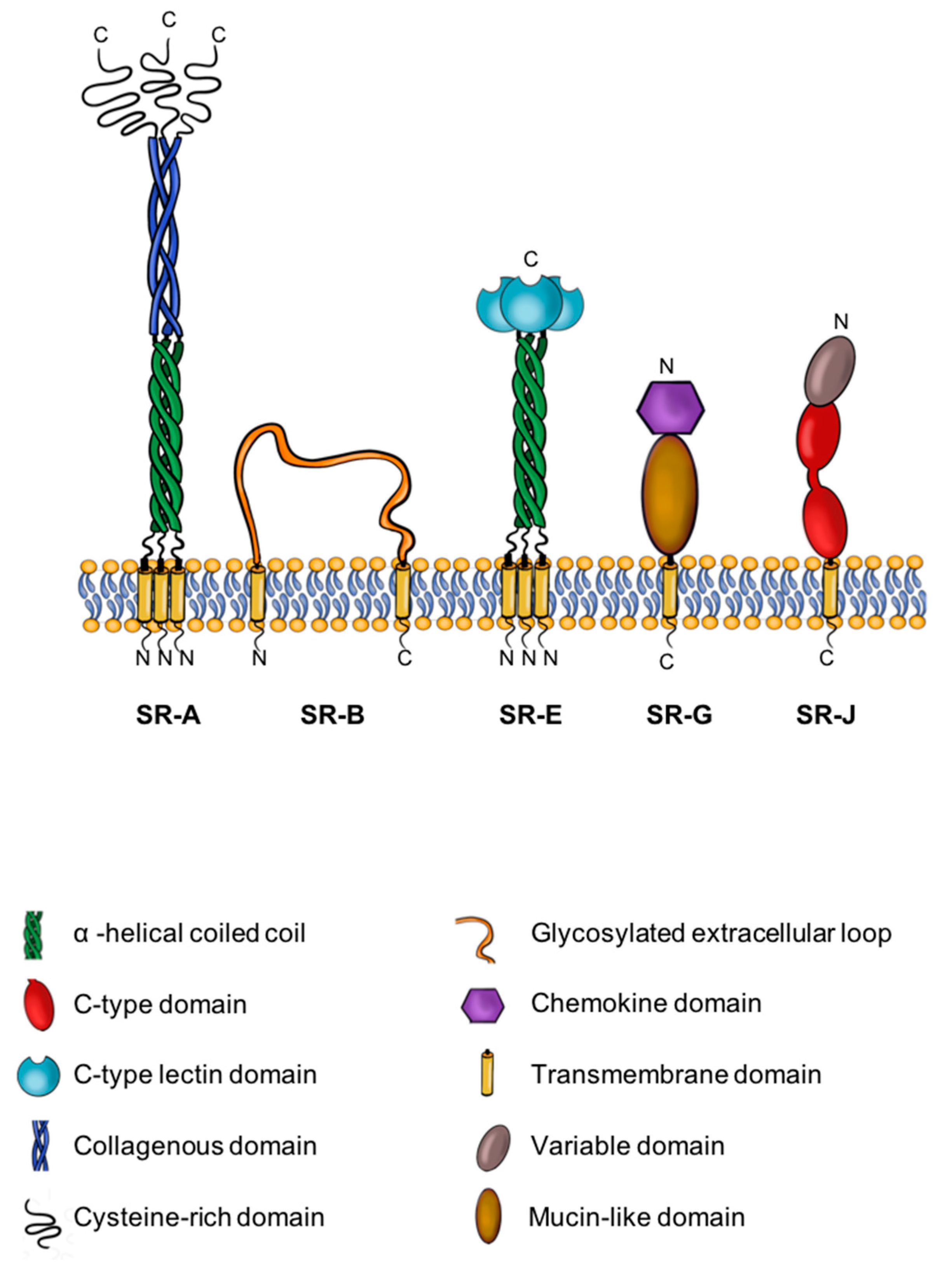 Cells 09 02453 g002 Cells 09 02453 g002