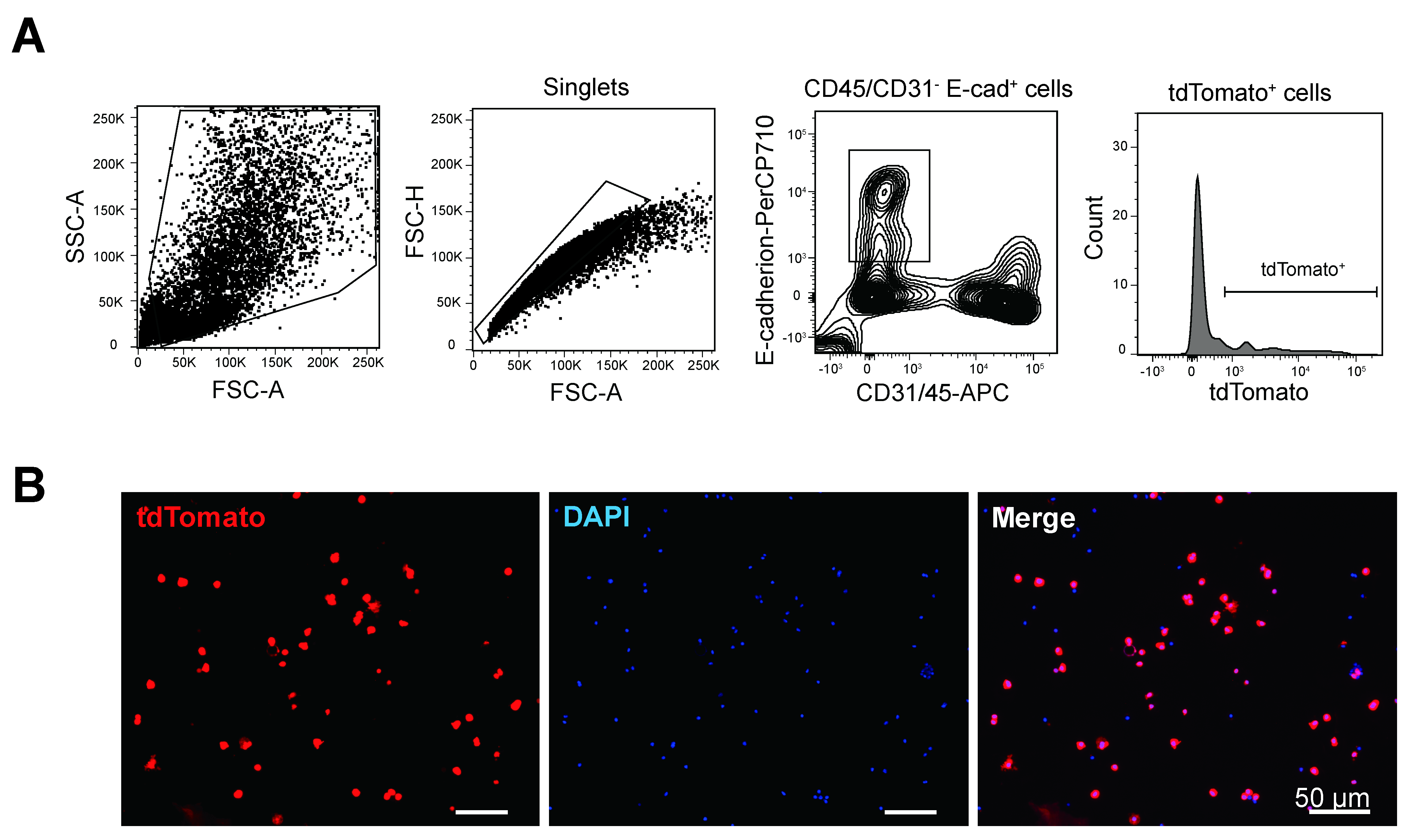 Cells 09 02460 g001 Cells 09 02460 g001