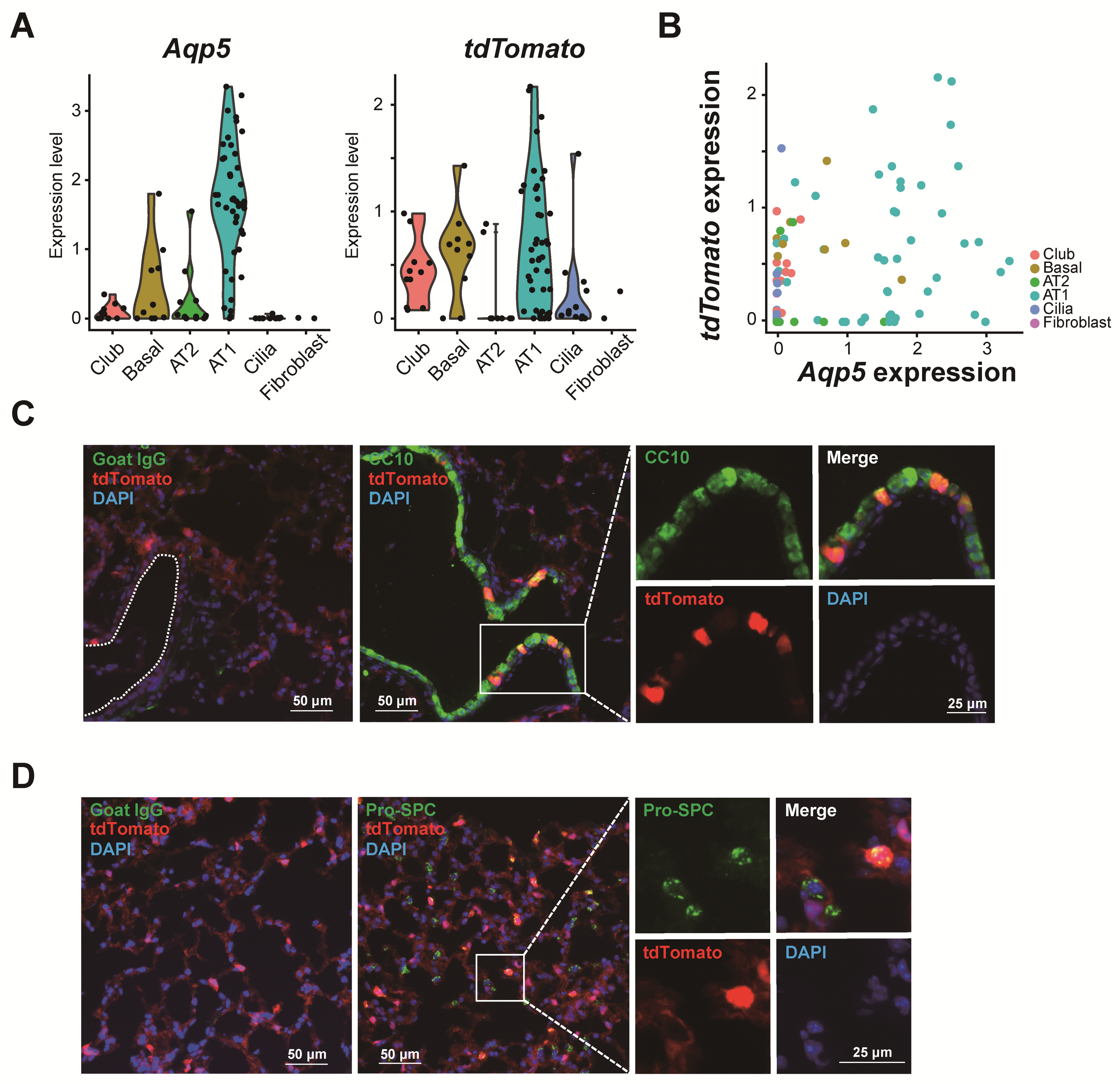 Cells 09 02460 g003 Cells 09 02460 g003