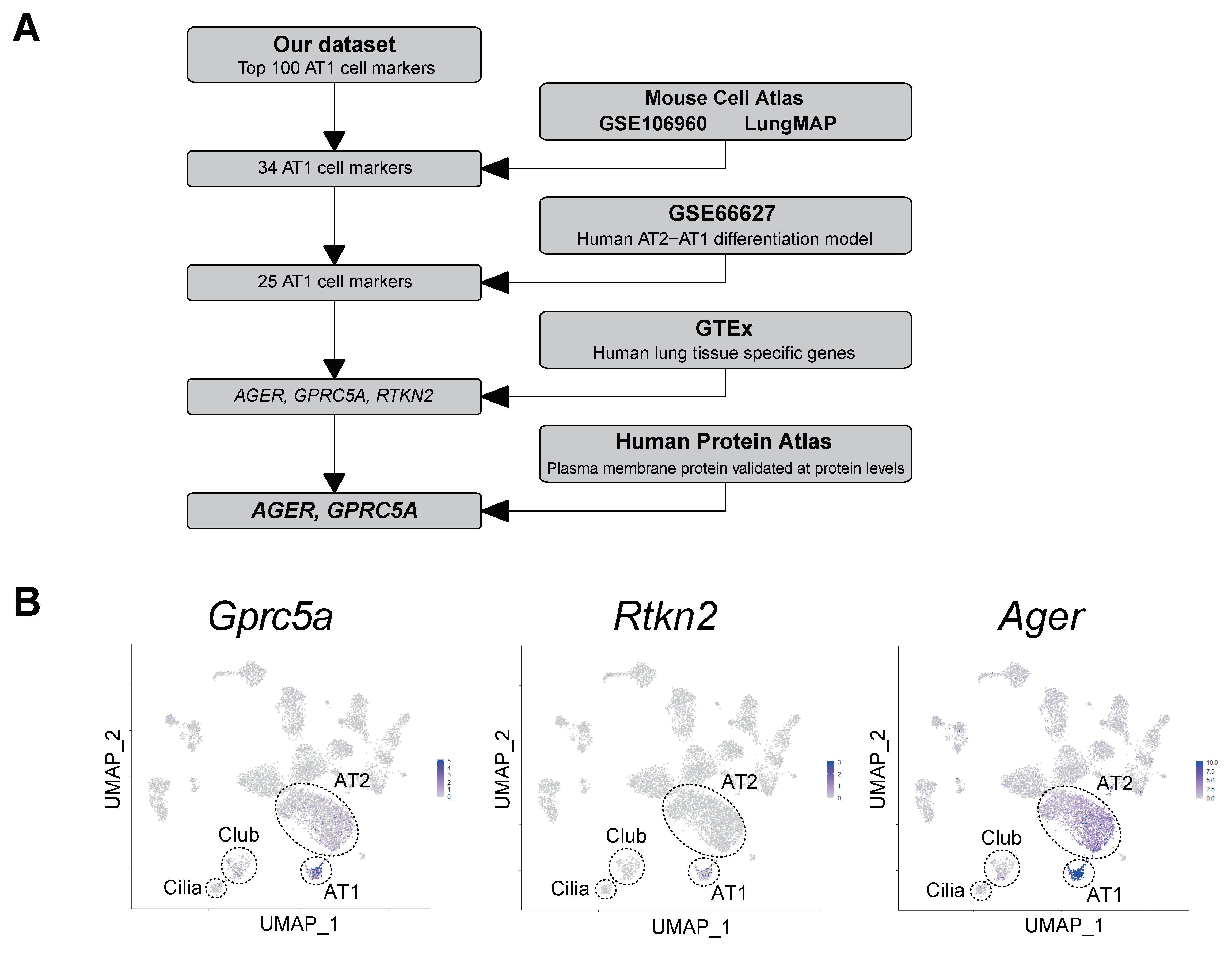 Cells 09 02460 g004a Cells 09 02460 g004a