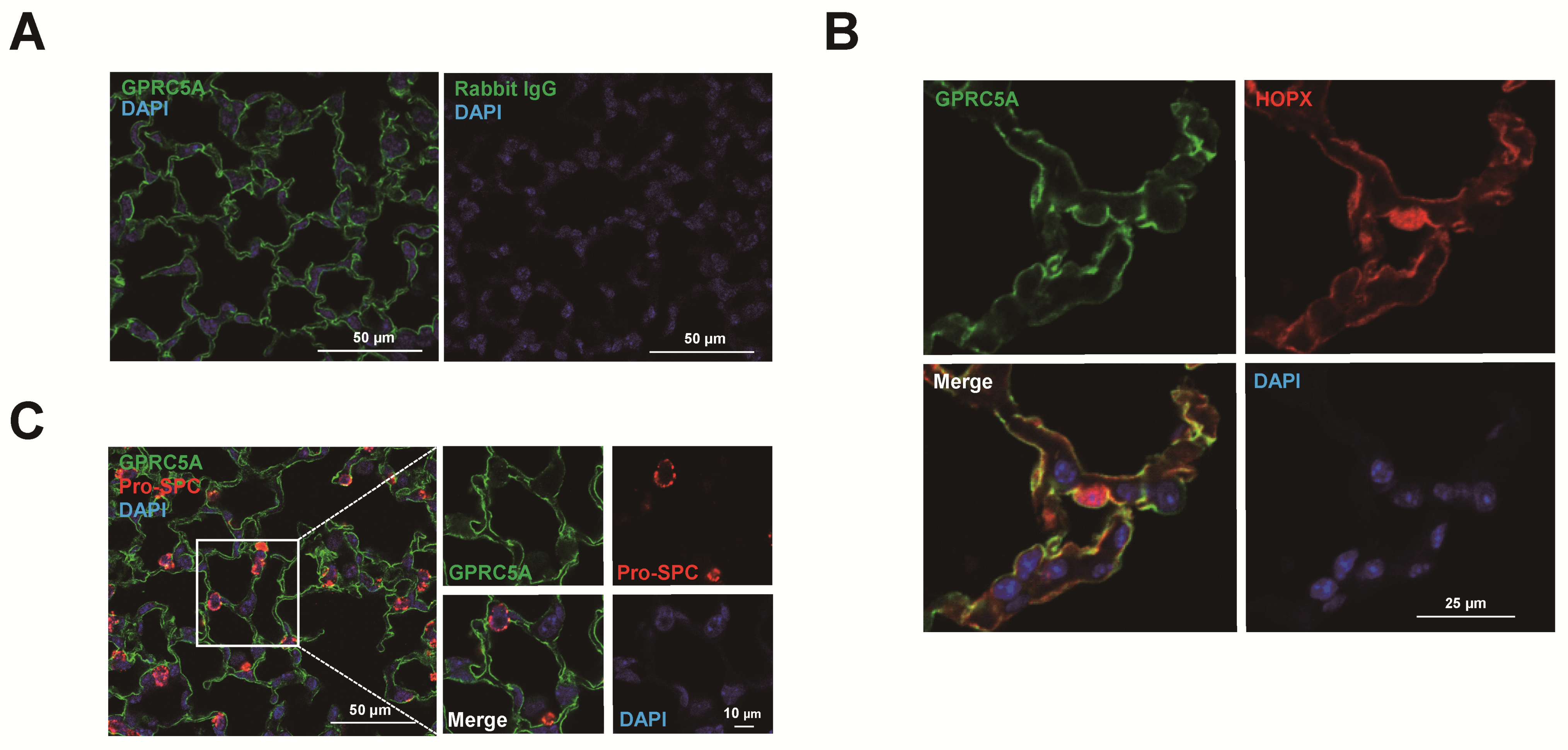 Cells 09 02460 g005 Cells 09 02460 g005