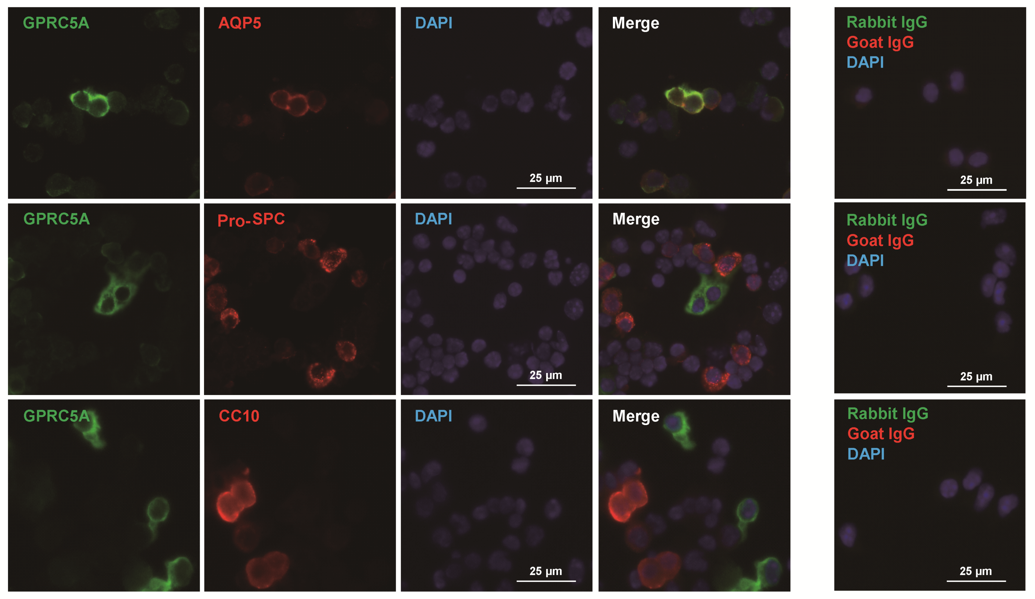 Cells 09 02460 g007 Cells 09 02460 g007