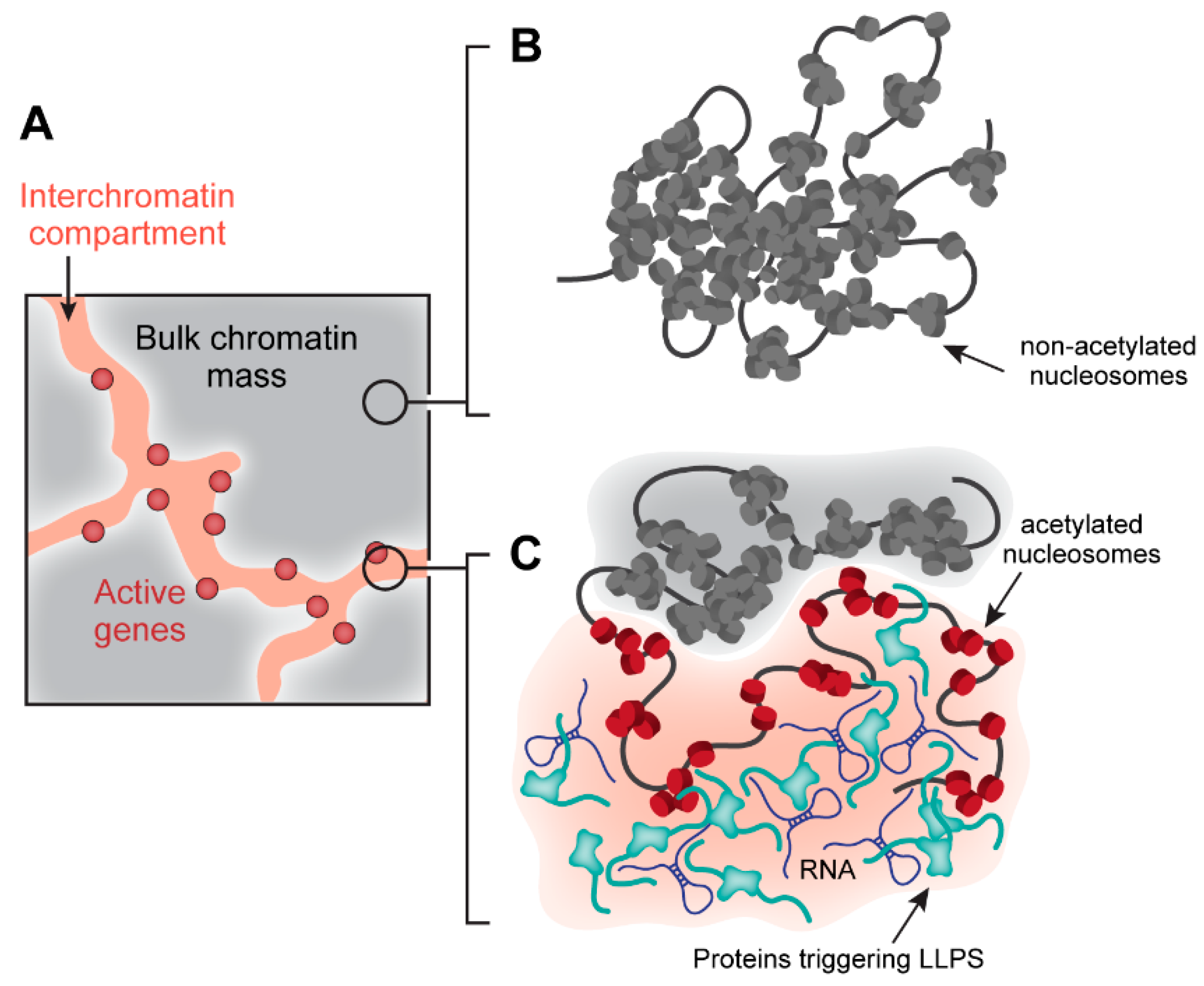 Cells 09 02480 g001 Cells 09 02480 g001