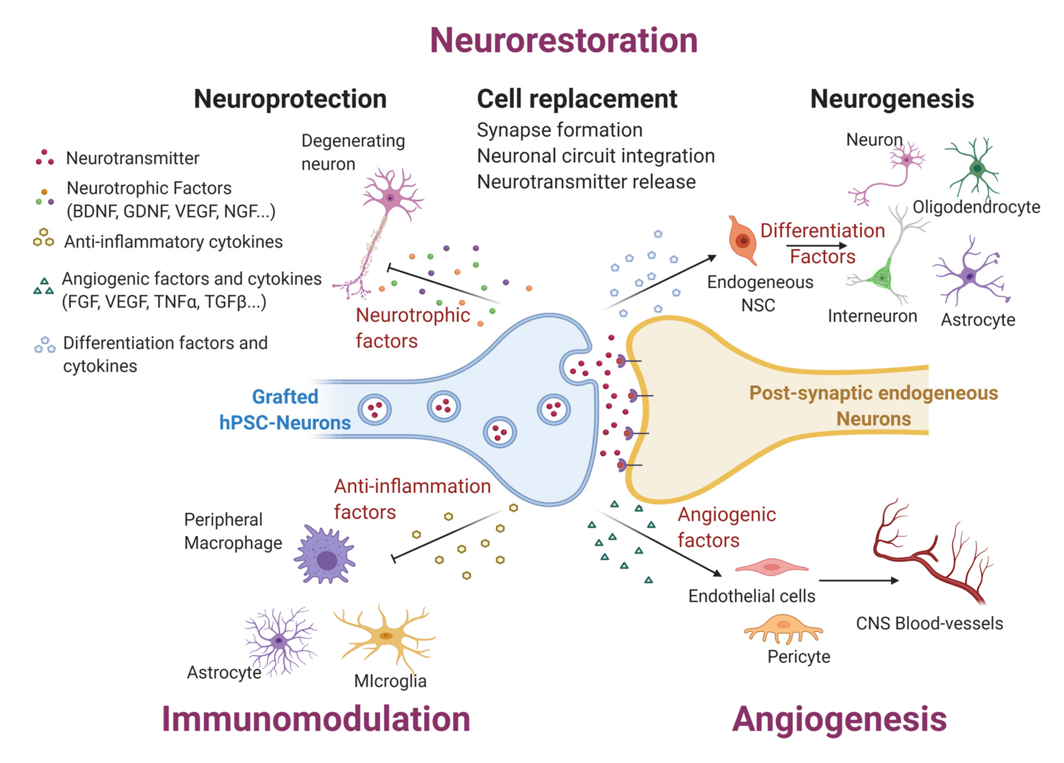 Cell based. Induced pluripotent Stem Cells. HPSC-клетки. Pluripotent Stem Cells Painting.