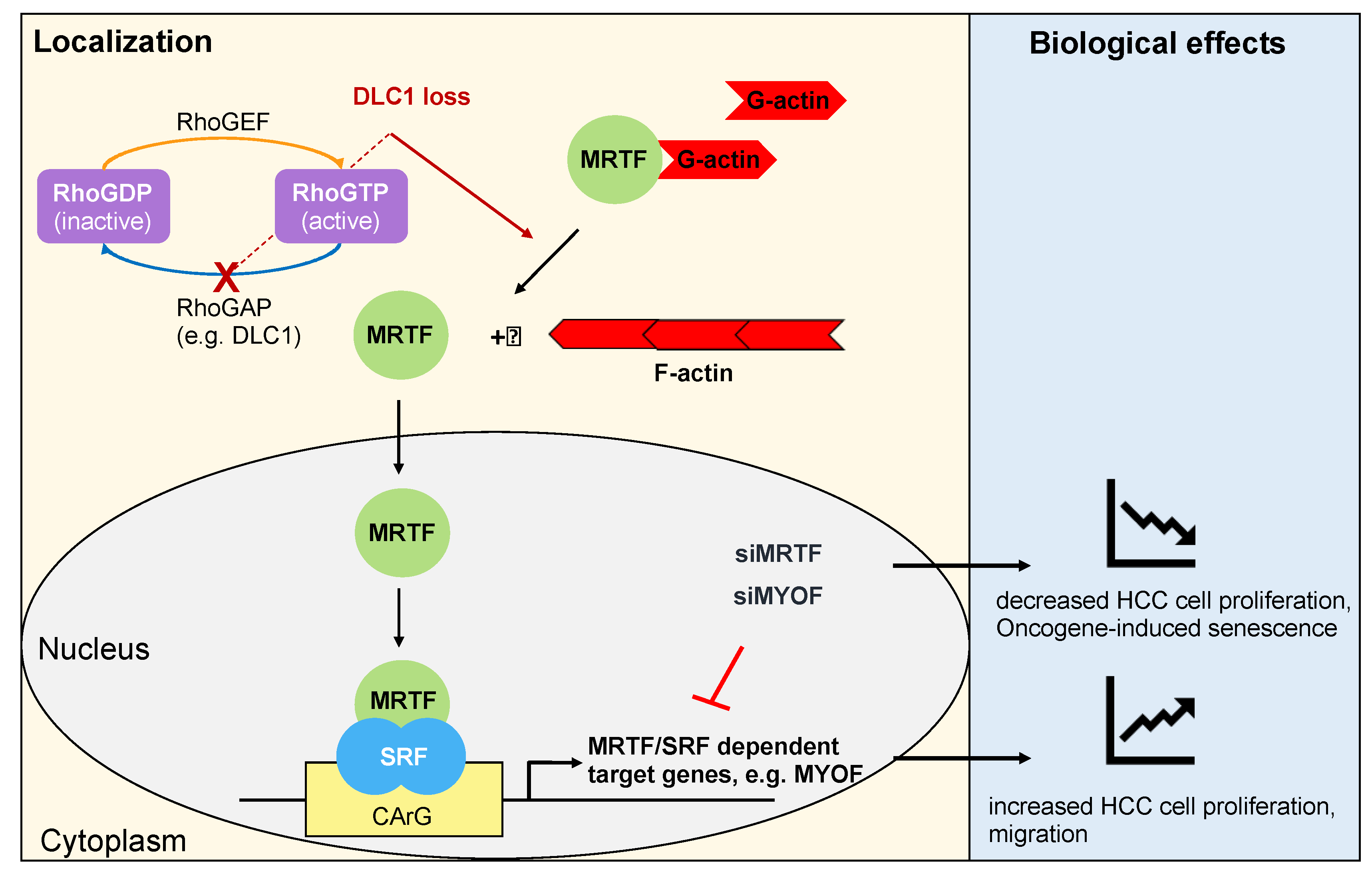 Cells | Free Full-Text | Molecular Mechanisms to Target Cellular Senescence  in Hepatocellular Carcinoma | HTML
